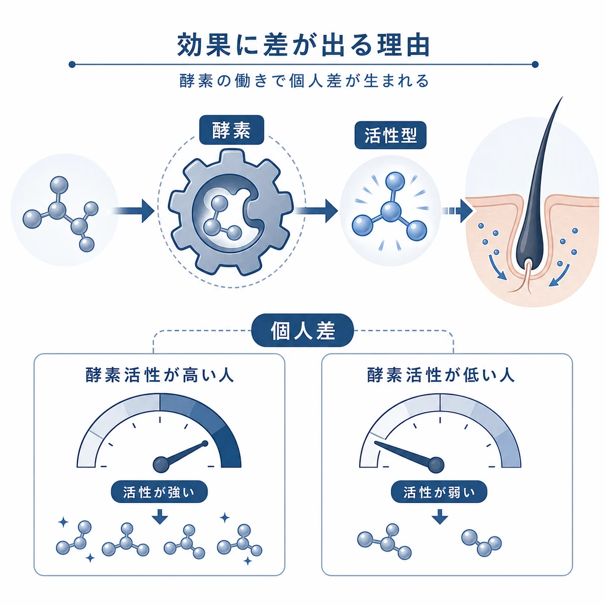 ミノキシジルが酵素で活性化する仕組みと効果の個人差を表した医療イラスト