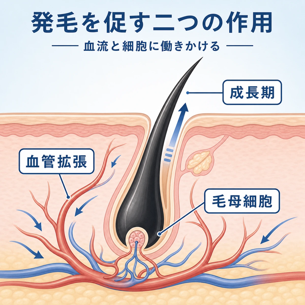 血流改善と毛母細胞への働きかけという二つの作用を表した頭皮の断面イラスト