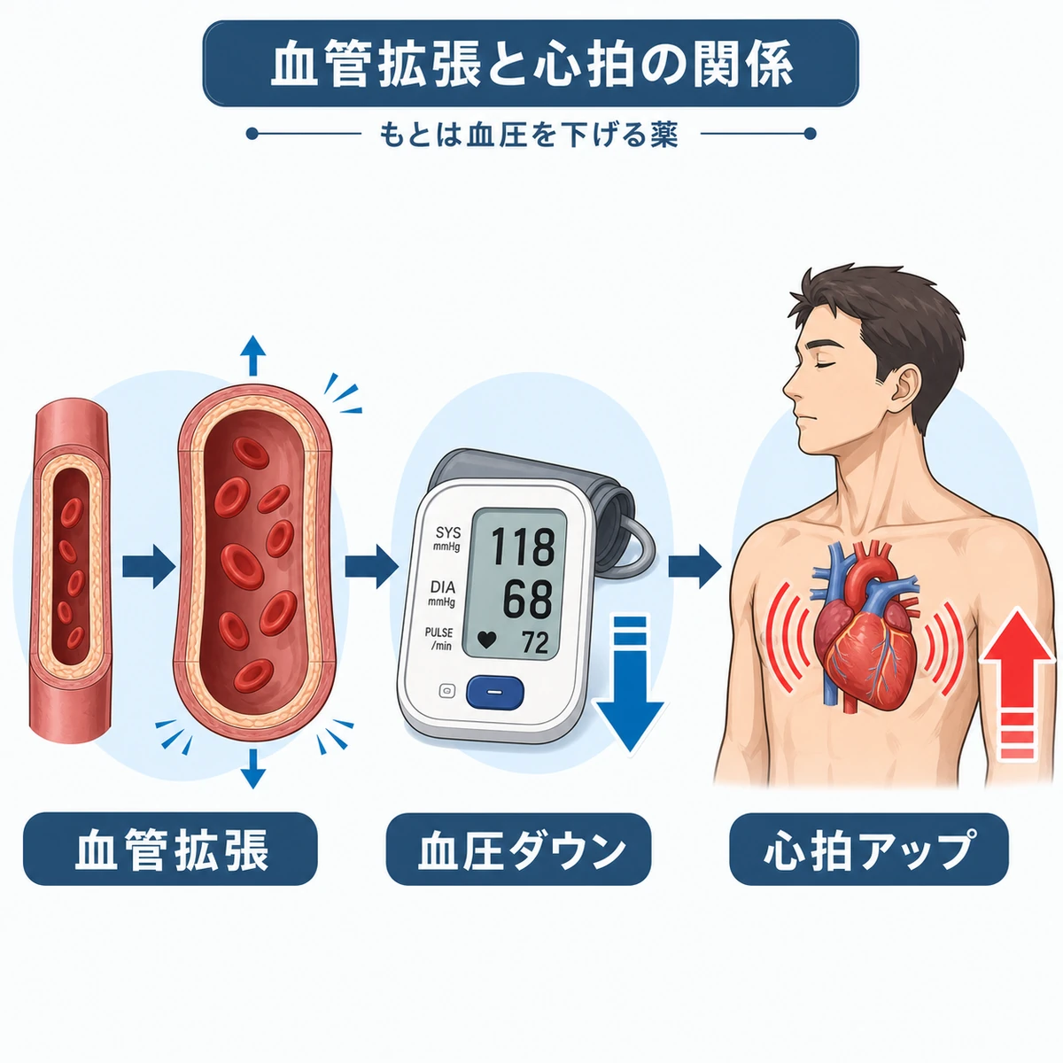 血管が広がり血圧が下がると心拍数が上がる反射のしくみを表した医療イラスト