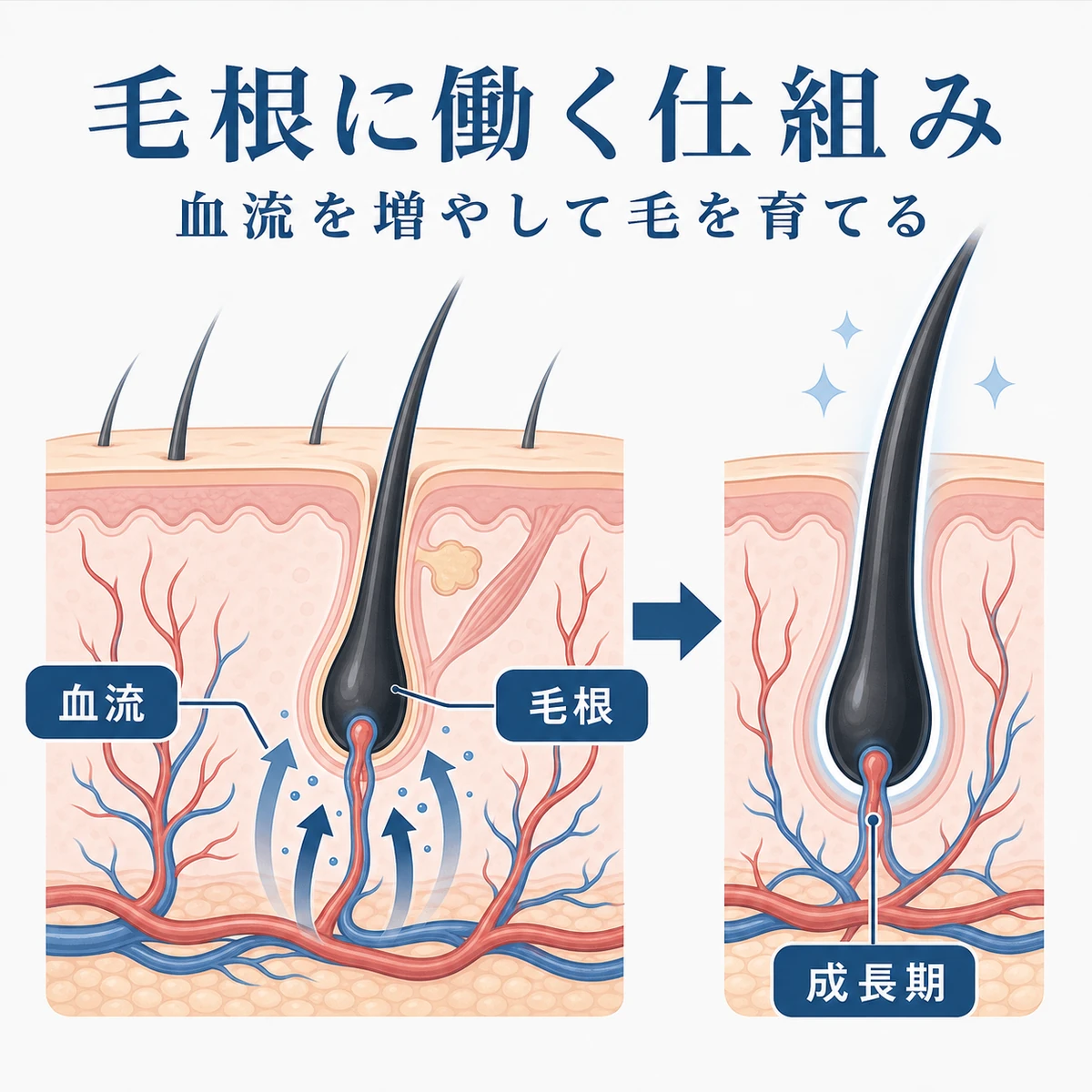 ミノキシジルが血流を増やし毛根に働きかける仕組みを表した頭皮断面のイラスト