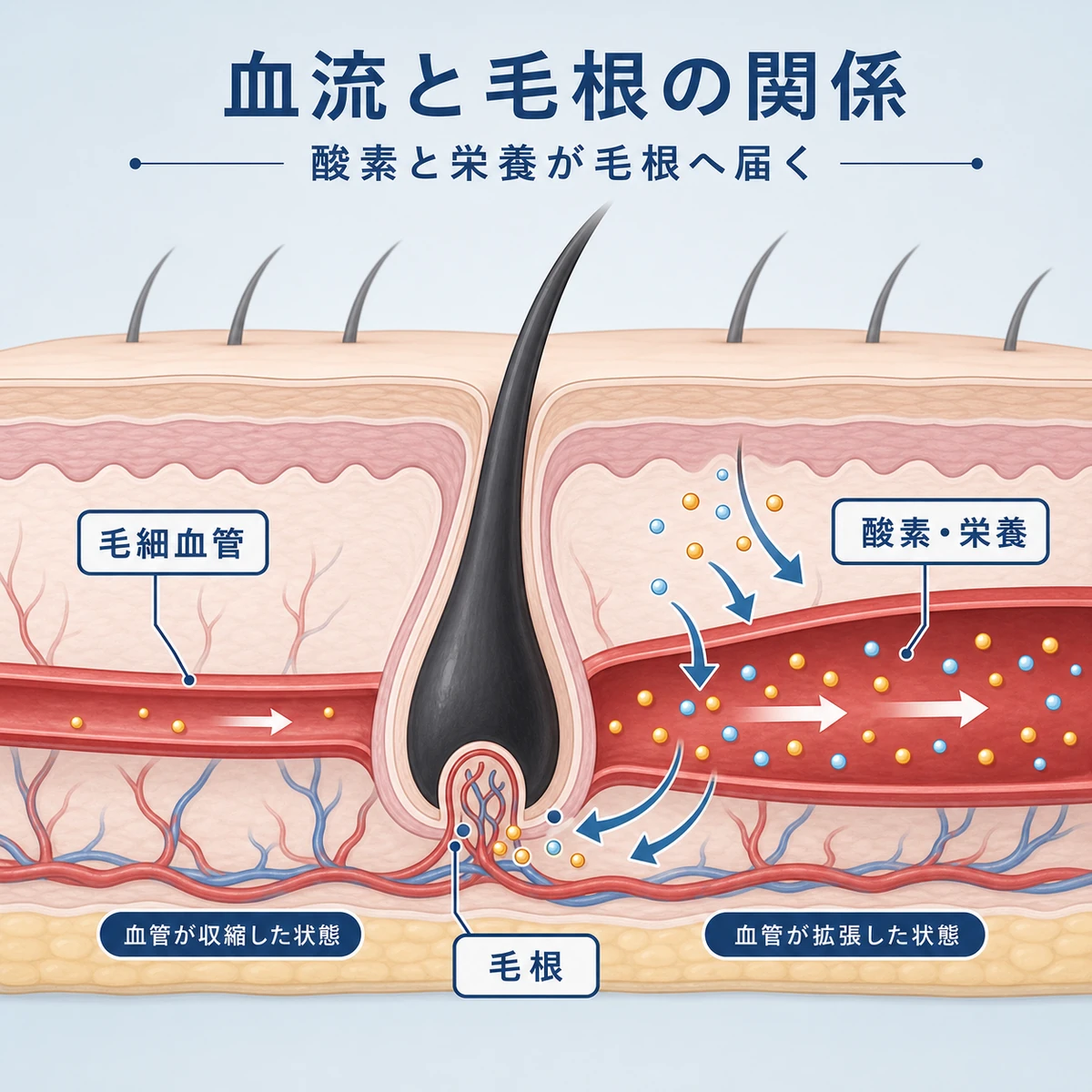 血管拡張により酸素や栄養が毛根へ届くしくみを表した頭皮断面の医療イラスト
