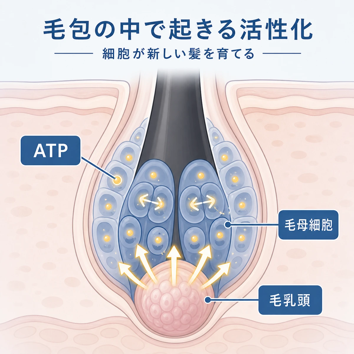 毛包の底で毛母細胞が活性化し新しい髪を育てるしくみを表した医療イラスト