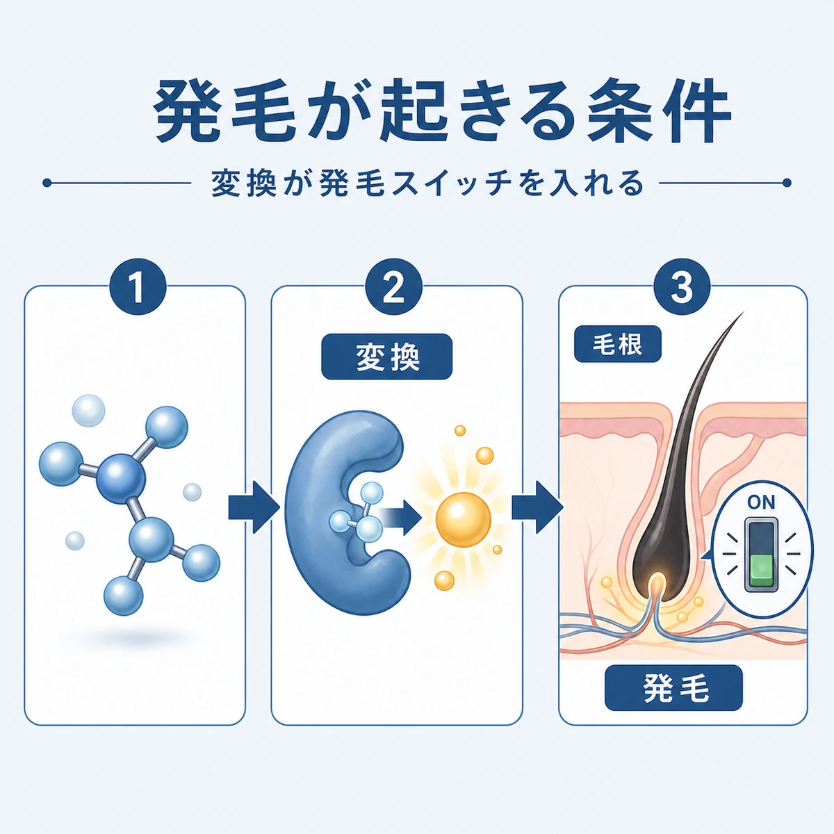 変換された活性型が毛母細胞のスイッチを入れて発毛につながる流れを表した医療イラスト
