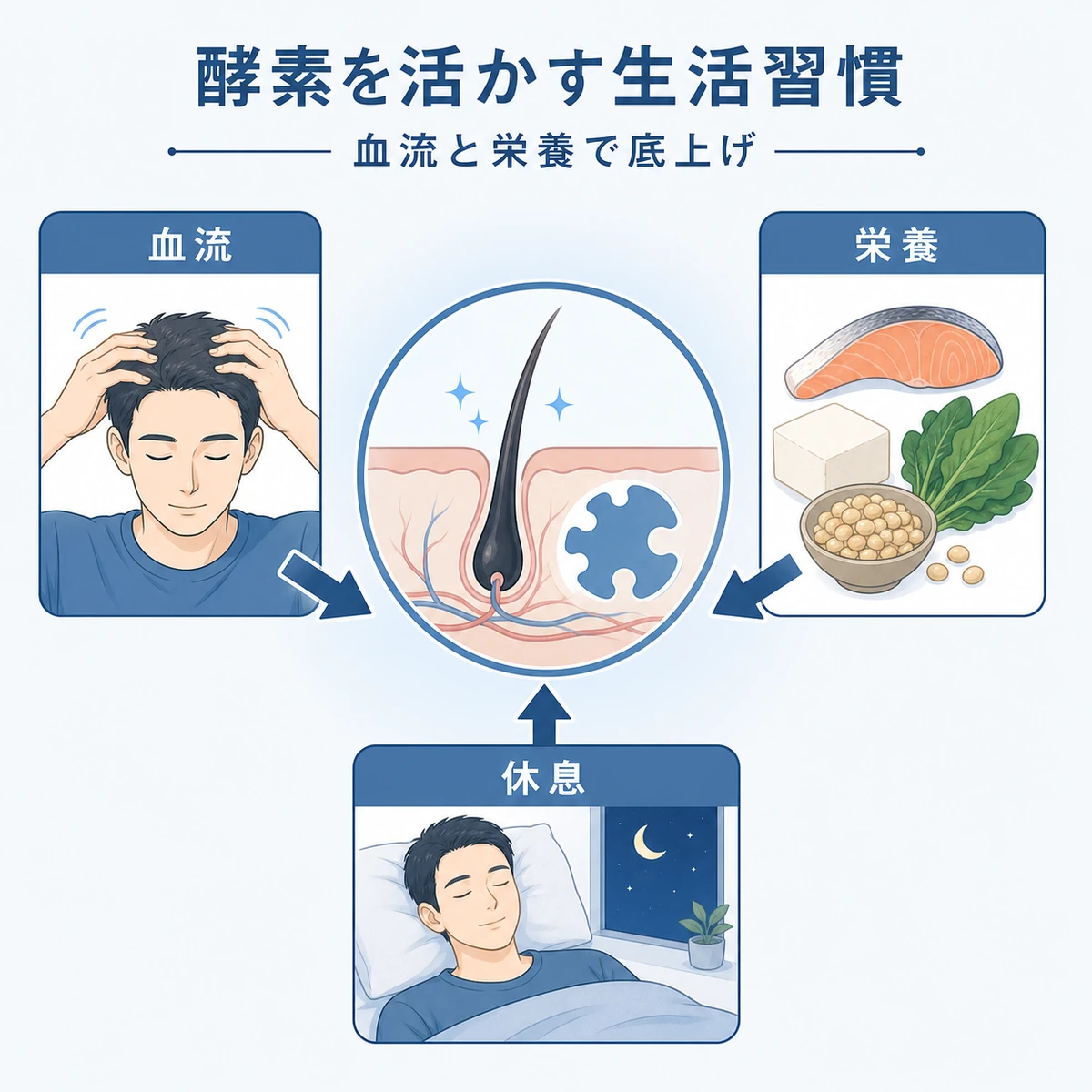血流と栄養と休息が硫酸転移酵素の働きを支える生活習慣を表した医療イラスト