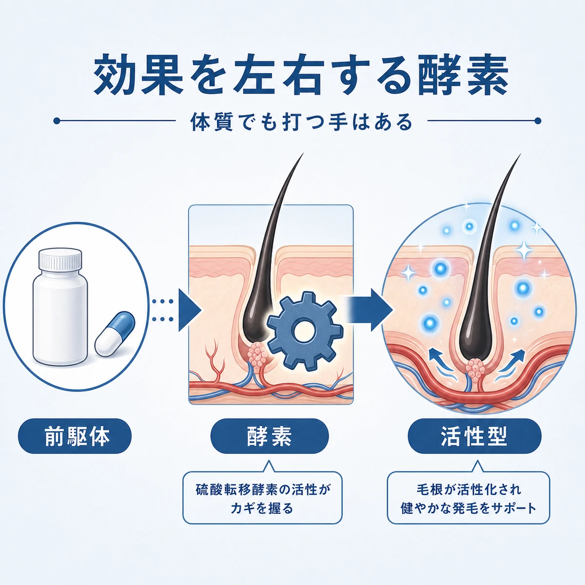 ミノキシジルが酵素で活性型へ変換され毛根に働くしくみを表した医療イラスト