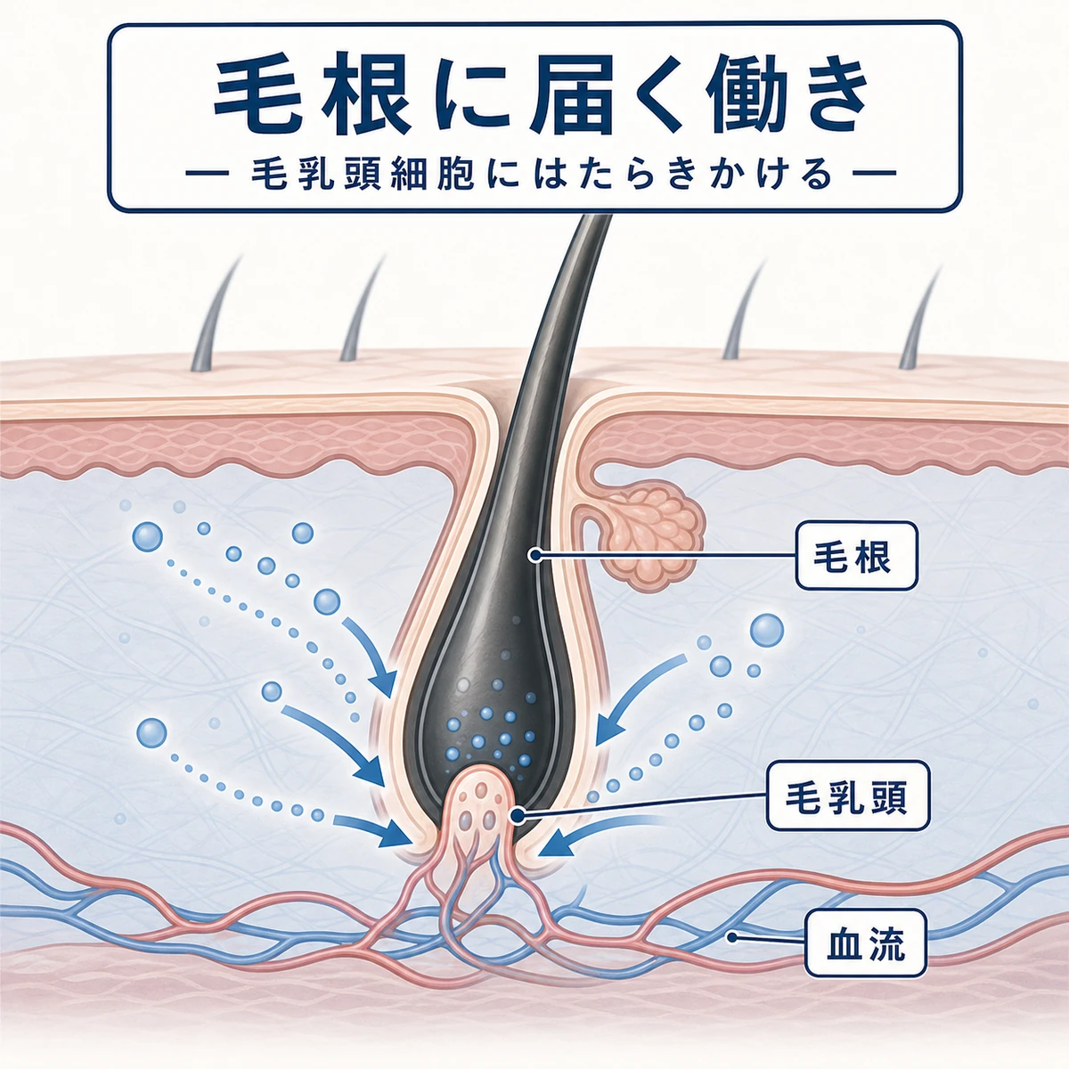 頭皮の断面で毛根に成分が届く働きを表した医療イラスト