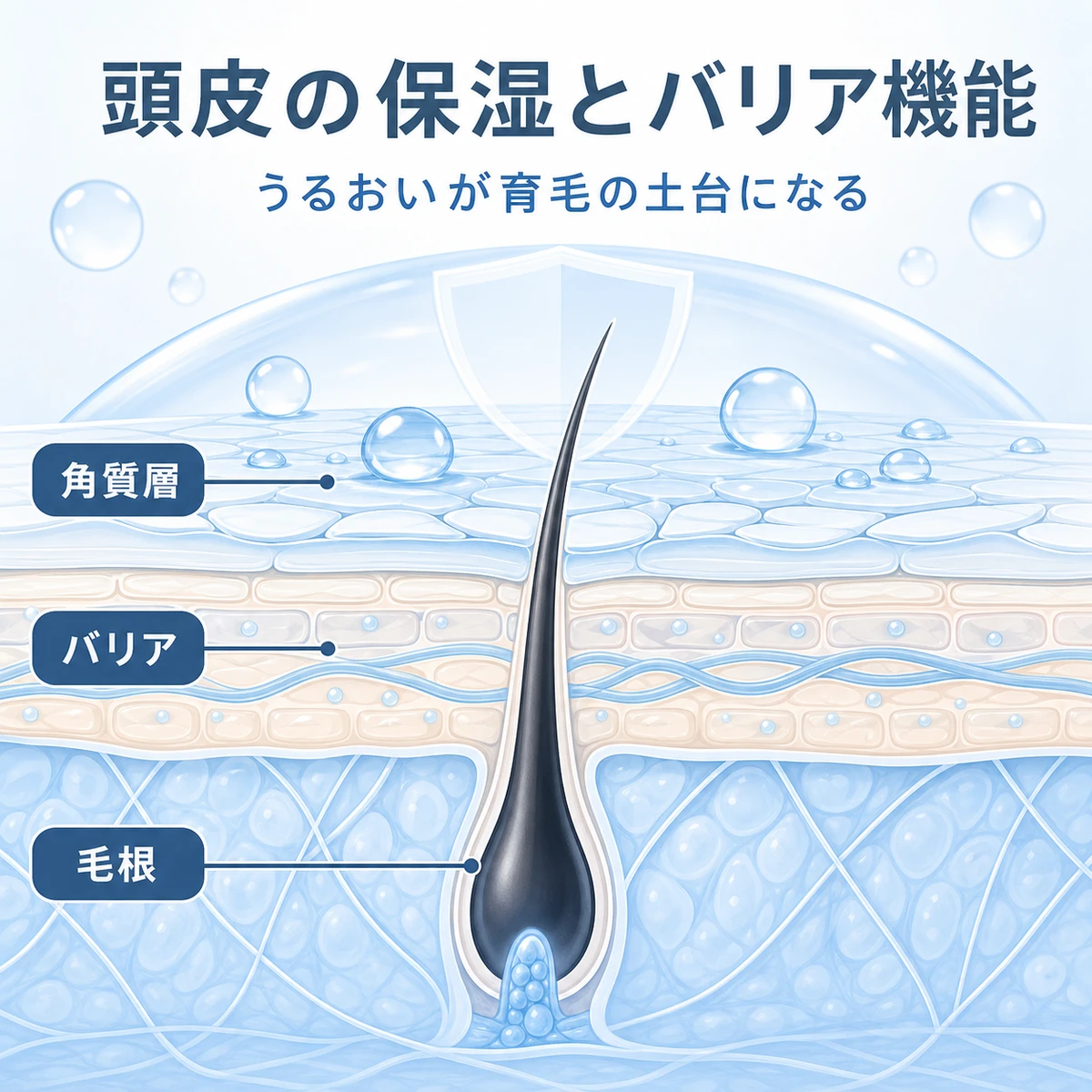 頭皮の角質層とバリア機能、毛根の関係を断面で表した医療イラスト