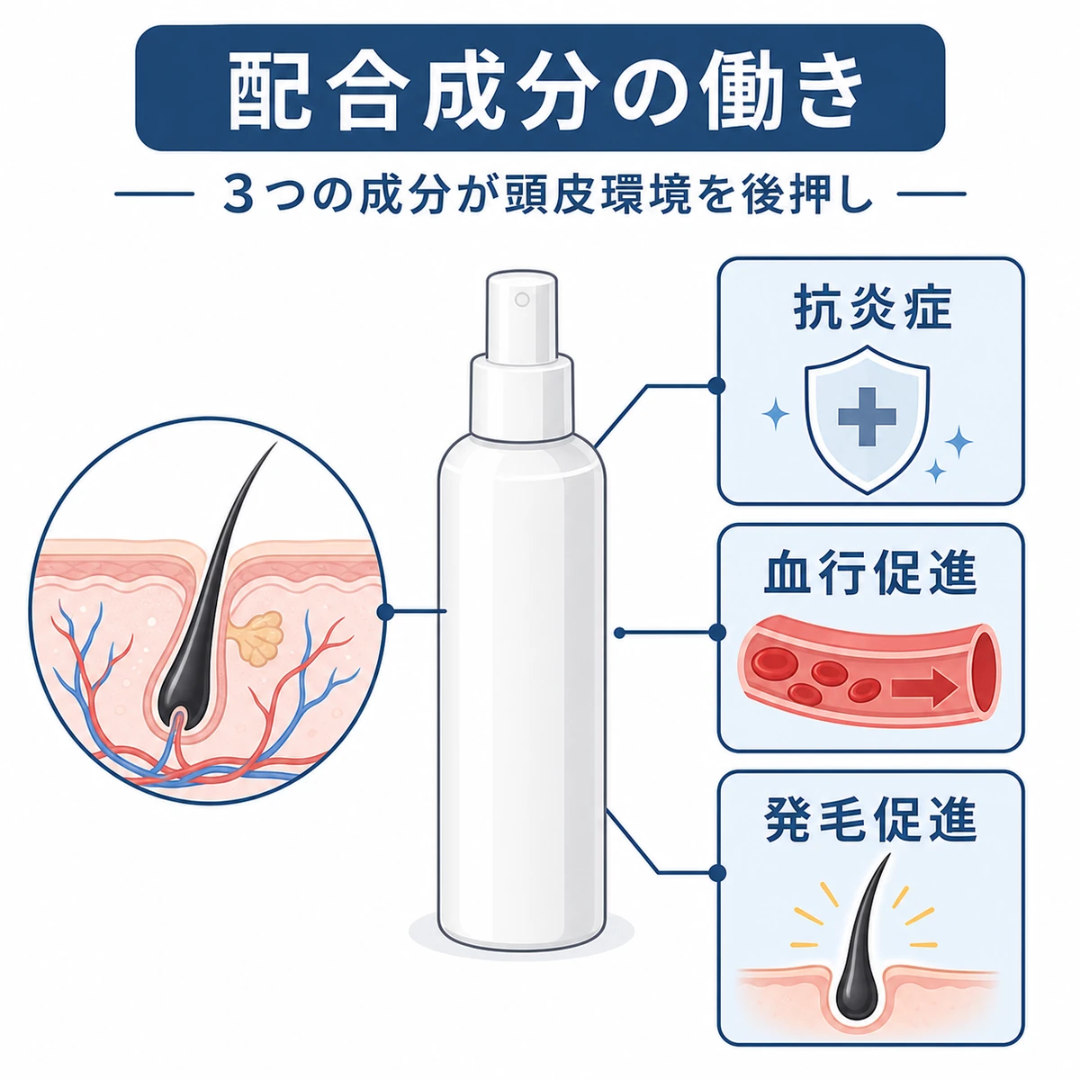 無地ボトルから3つの有効成分が頭皮の毛根へ働きかける流れを描いた成分相関イラスト