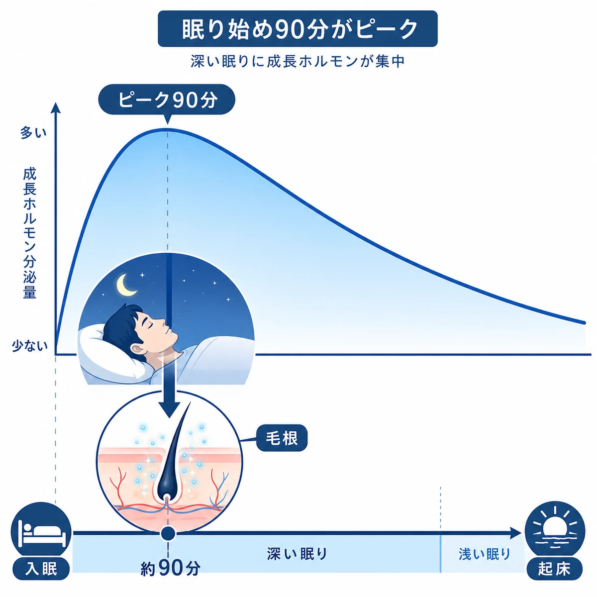 入眠直後の約90分に成長ホルモン分泌がピークを迎え毛根に働きかける夜の仕組みを表した医療イラスト