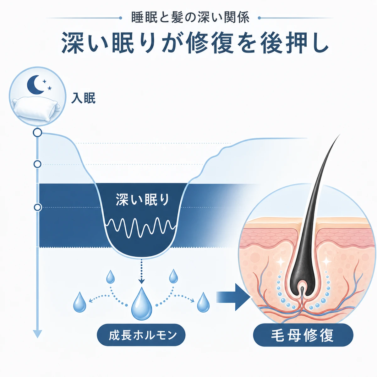 深い眠りの時間帯に成長ホルモンが分泌され毛母細胞の修復が進む睡眠と髪の関係を表した医療イラスト