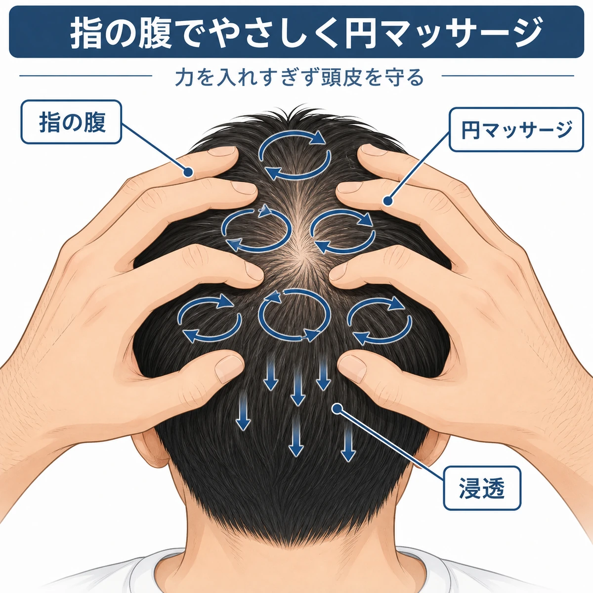 指の腹で円を描くマッサージと有効成分が頭皮へ浸透する流れを表した育毛ケアのイラスト