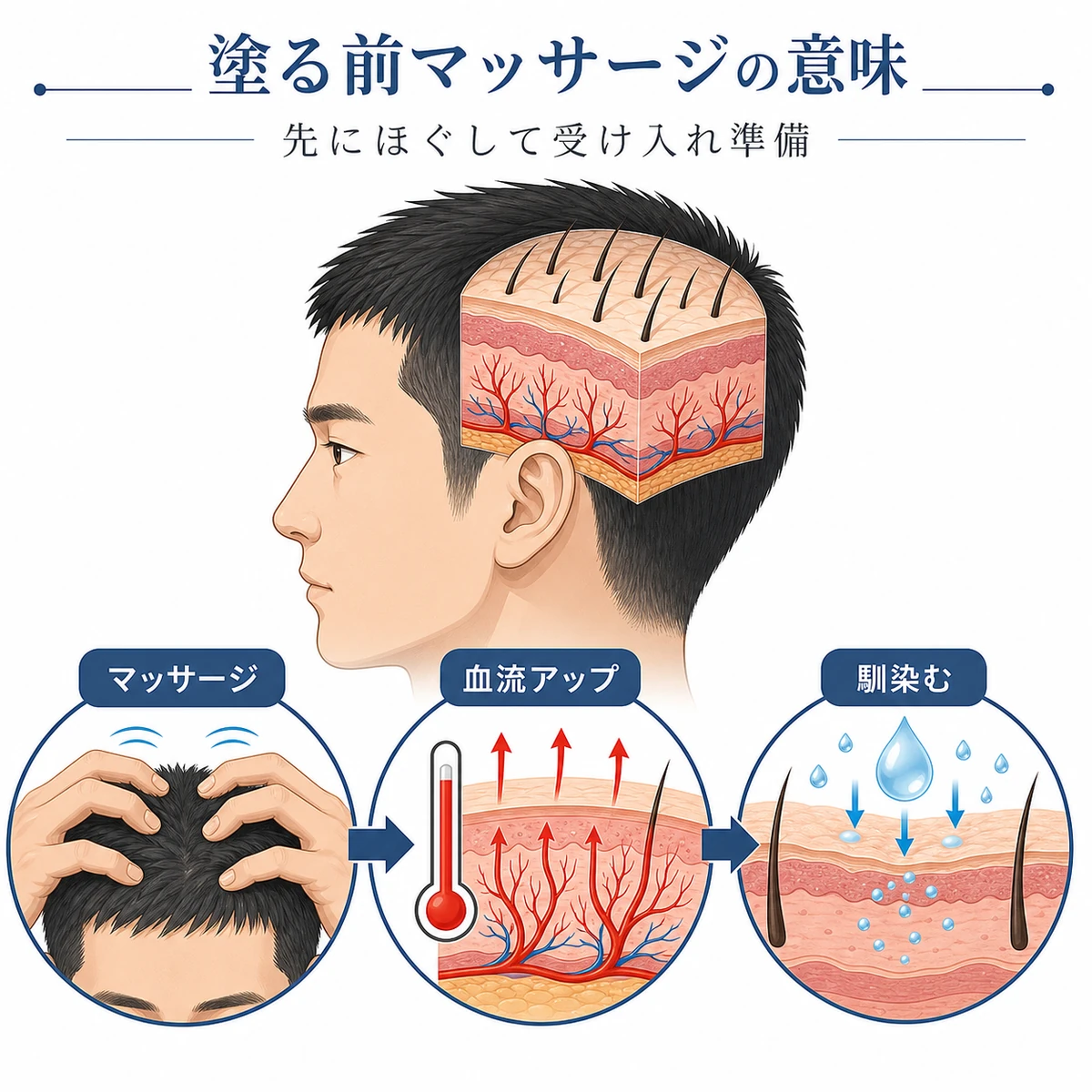 育毛剤を塗る前の頭皮マッサージが血流と浸透準備につながる仕組みを表した医療イラスト