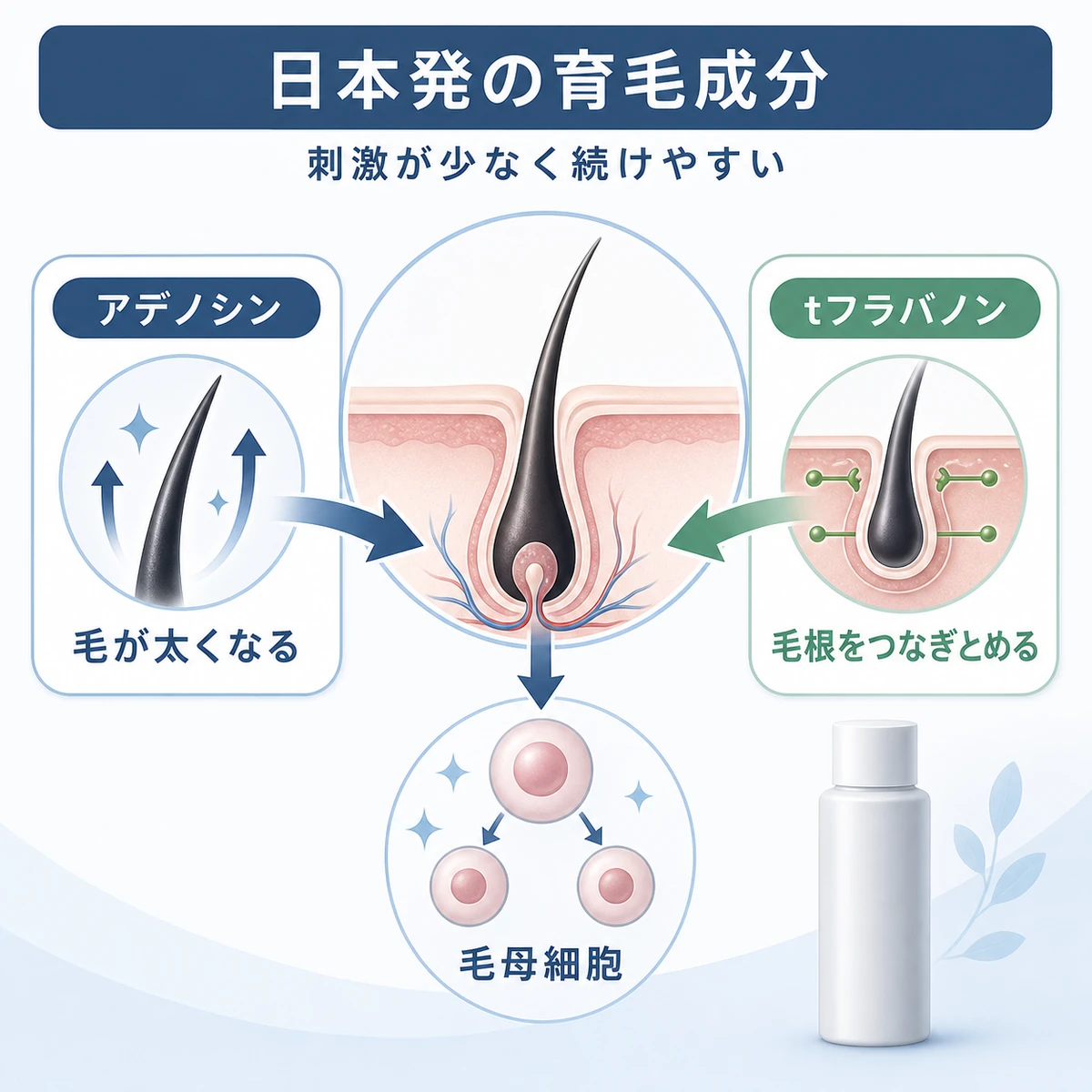 アデノシンやtフラバノンなど日本発の育毛成分が毛母細胞に作用する経路を示した医療イラスト
