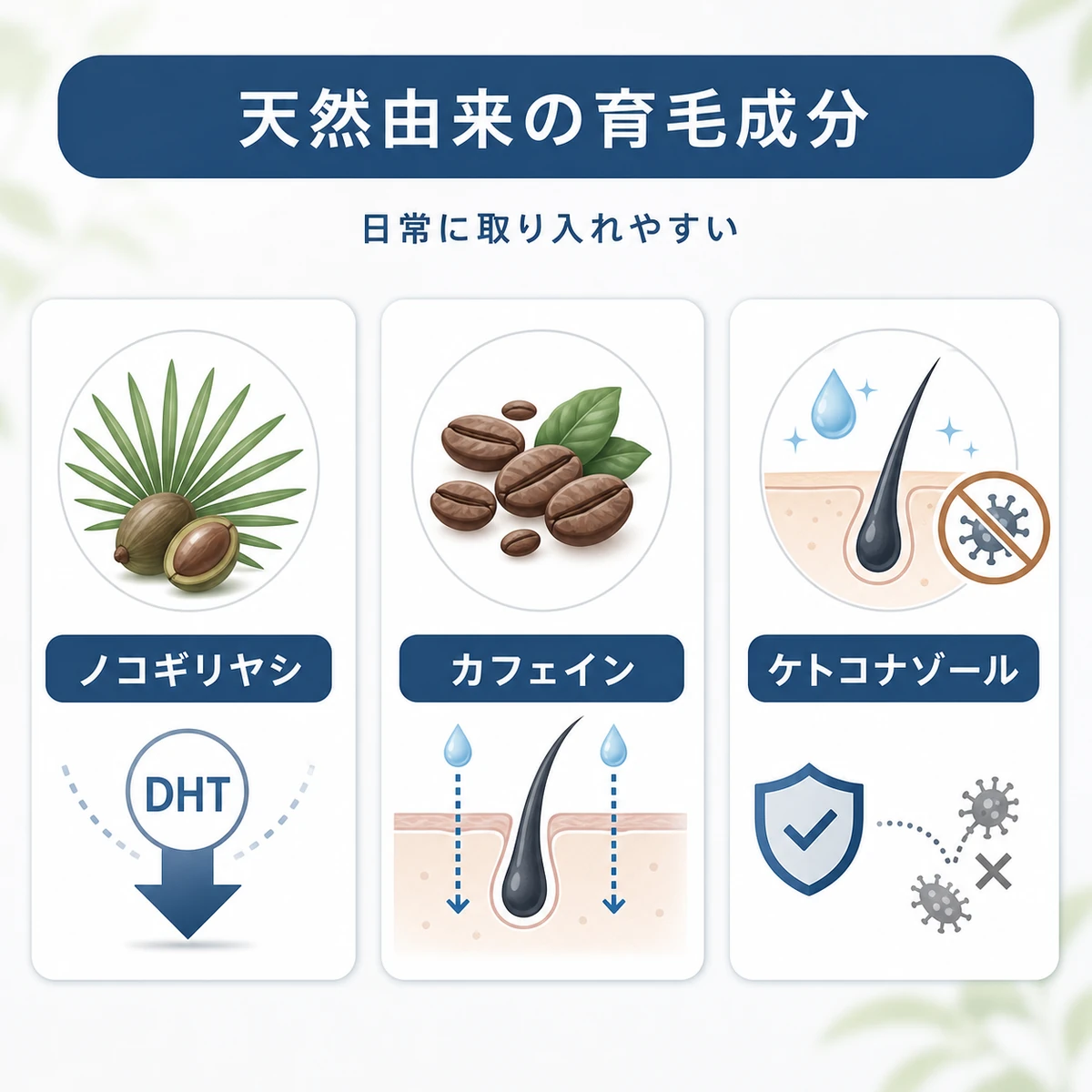 ノコギリヤシ・カフェイン・ケトコナゾールなど天然由来の育毛成分の働きを並べた医療イラスト