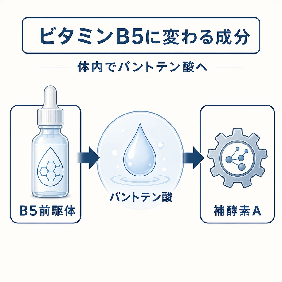 パントテニルアルコールが体内でビタミンB5へ変わる流れを表した医療イラスト