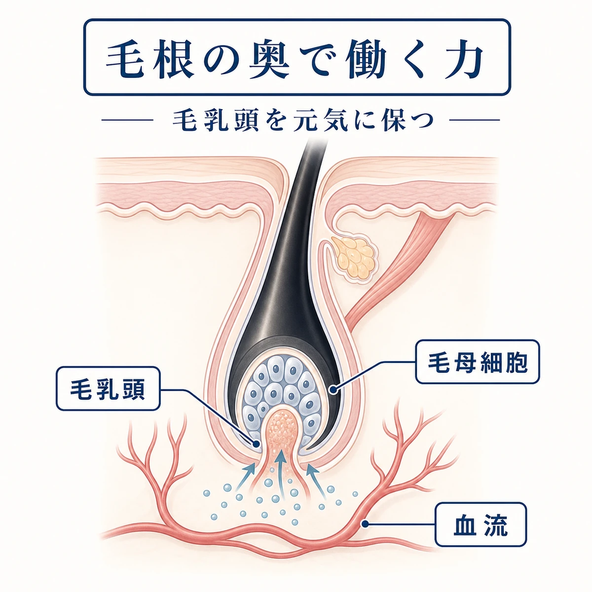 毛包の断面で毛乳頭と毛母細胞が活性化する様子を表した医療イラスト
