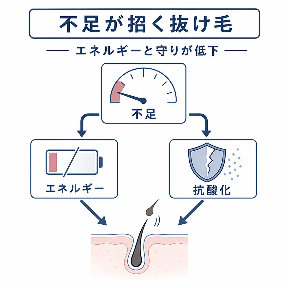 パントテン酸不足でエネルギーと抗酸化が低下し抜け毛につながる関係を表した医療イラスト