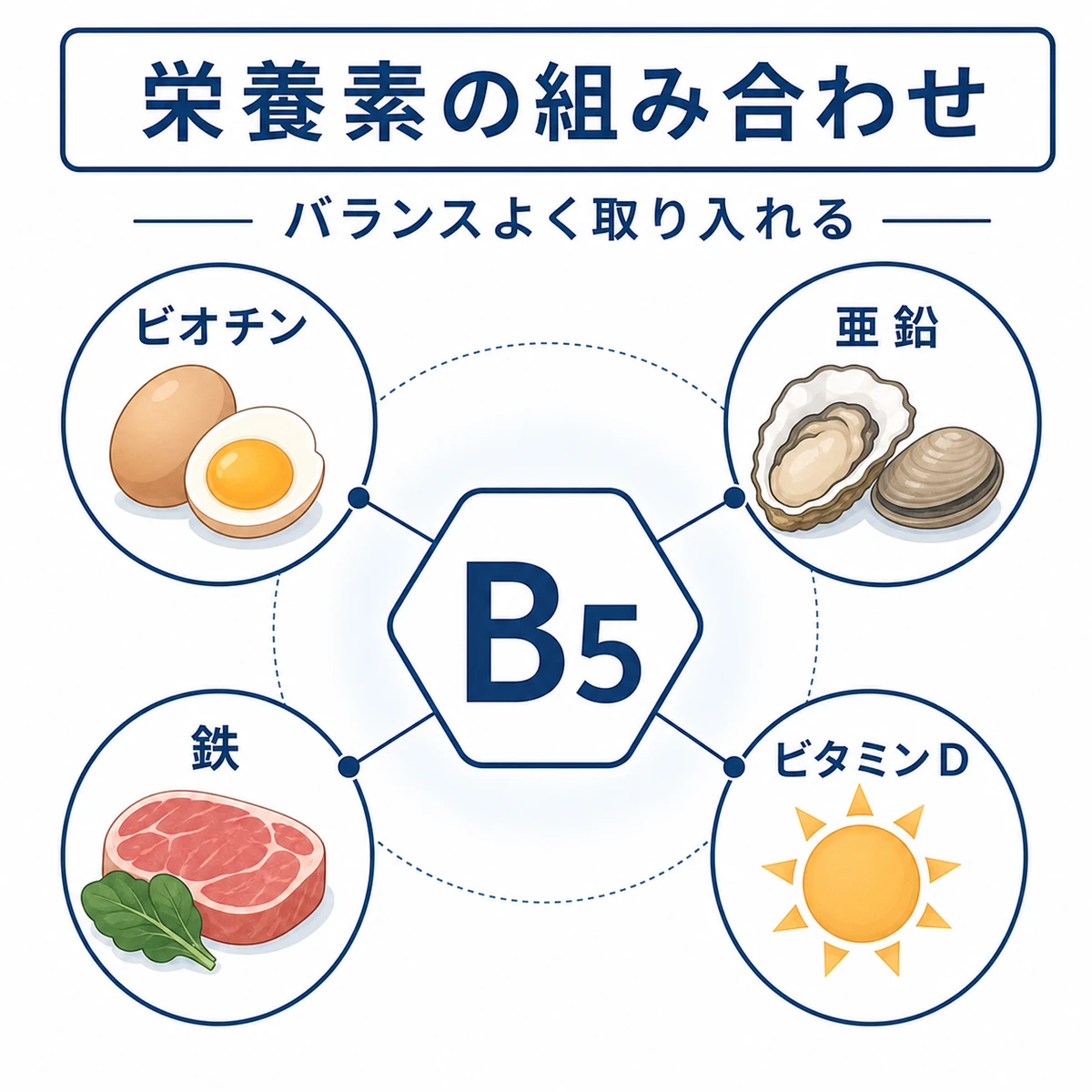 ビタミンB5を中心に育毛を助ける栄養素のつながりを表した医療イラスト