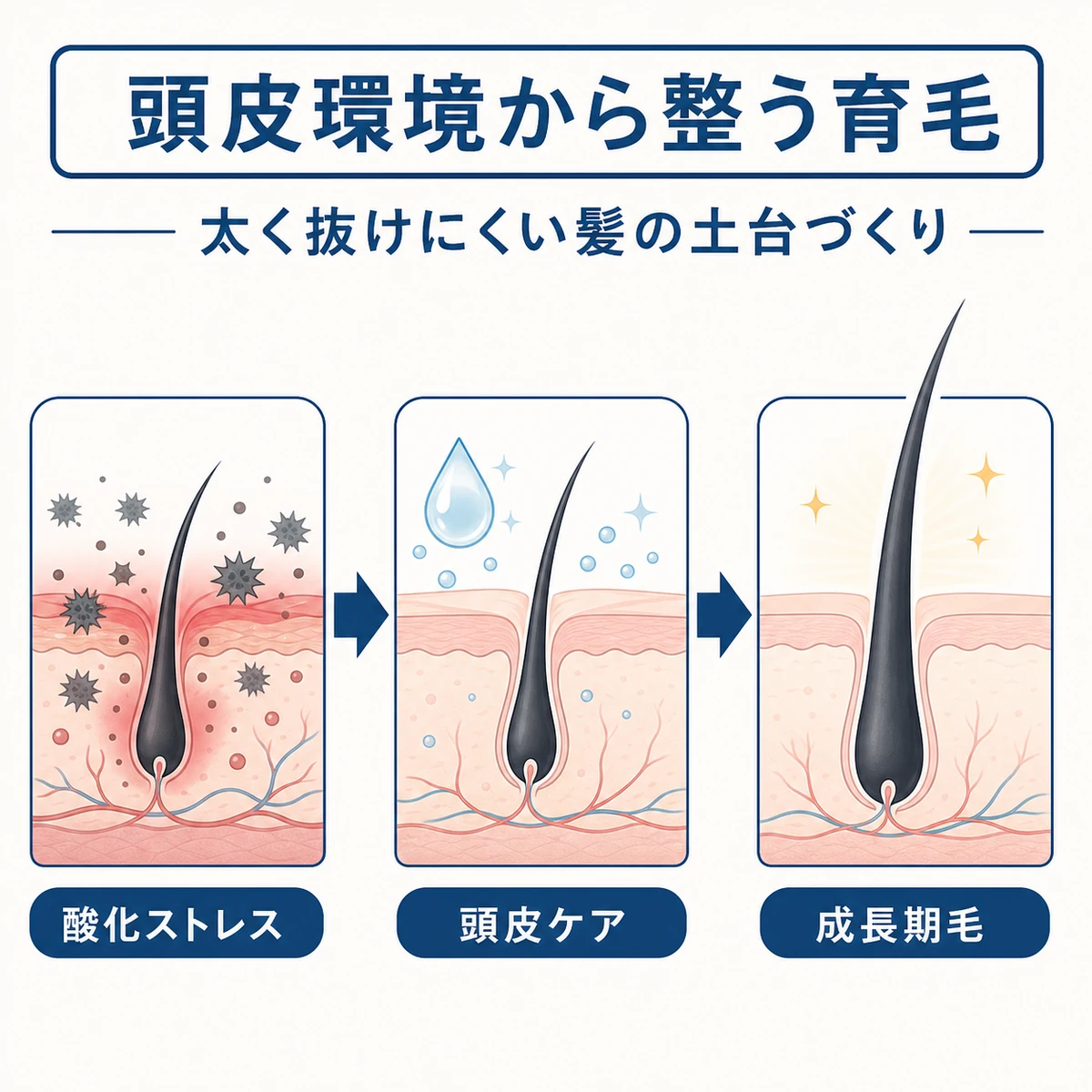頭皮環境が整い成長期の髪が育つまでの流れを表した医療イラスト