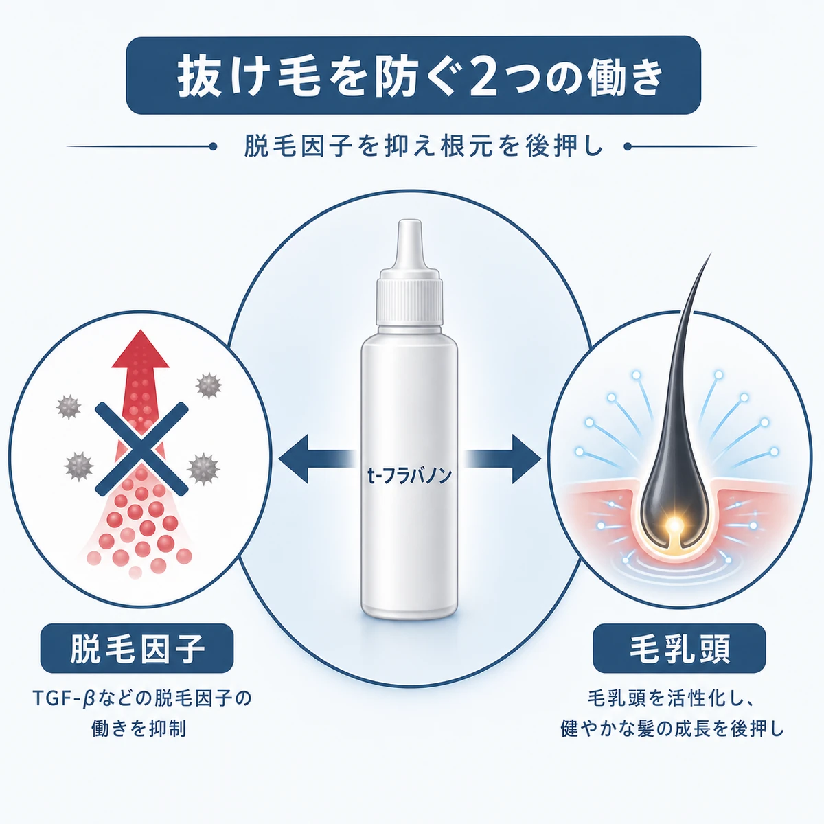 t-フラバノンが脱毛因子を抑えつつ毛乳頭を活性化する2つの働きを表した医療イラスト