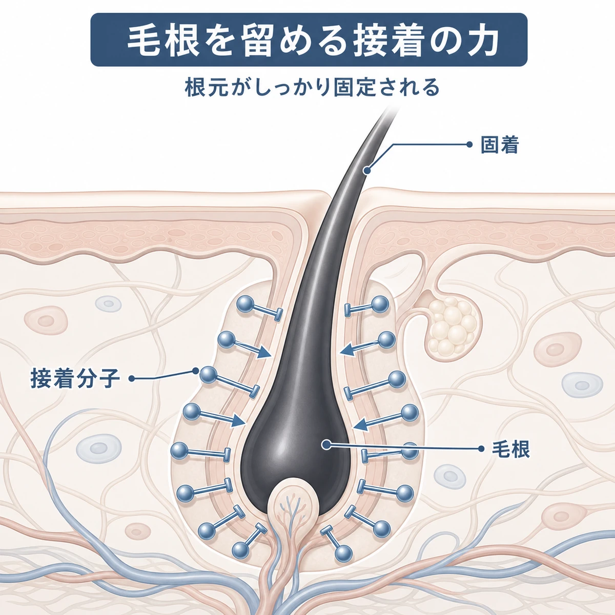 毛根の周囲の接着分子が髪を頭皮に固定する仕組みを表した頭皮断面の医療イラスト