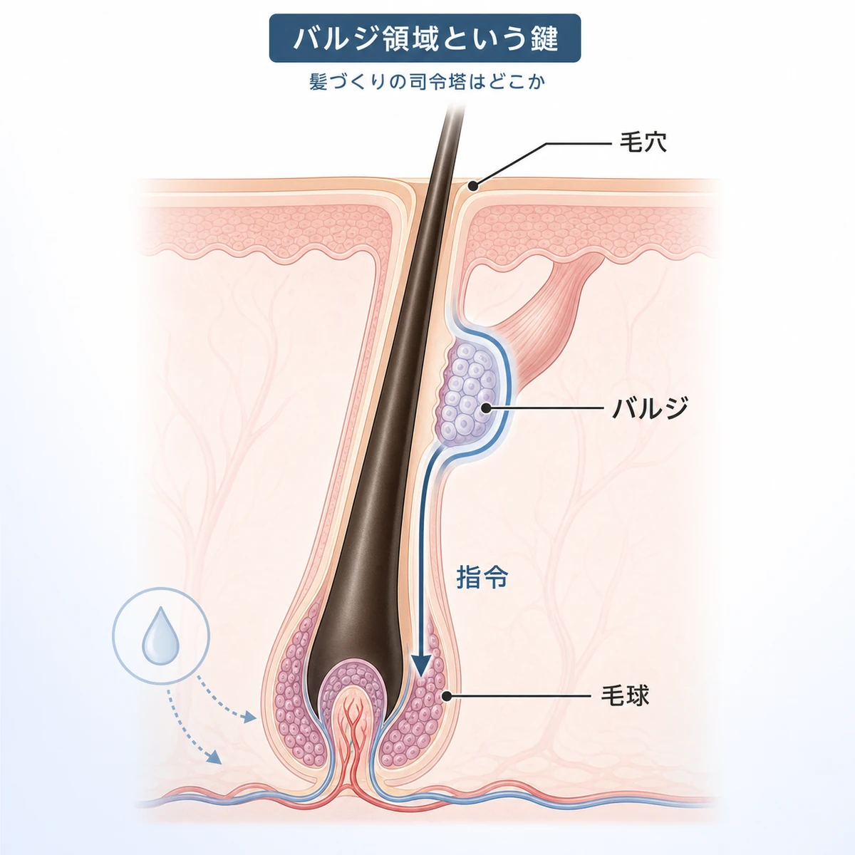 毛包の断面とバルジ領域の位置を表した育毛の医療イラスト
