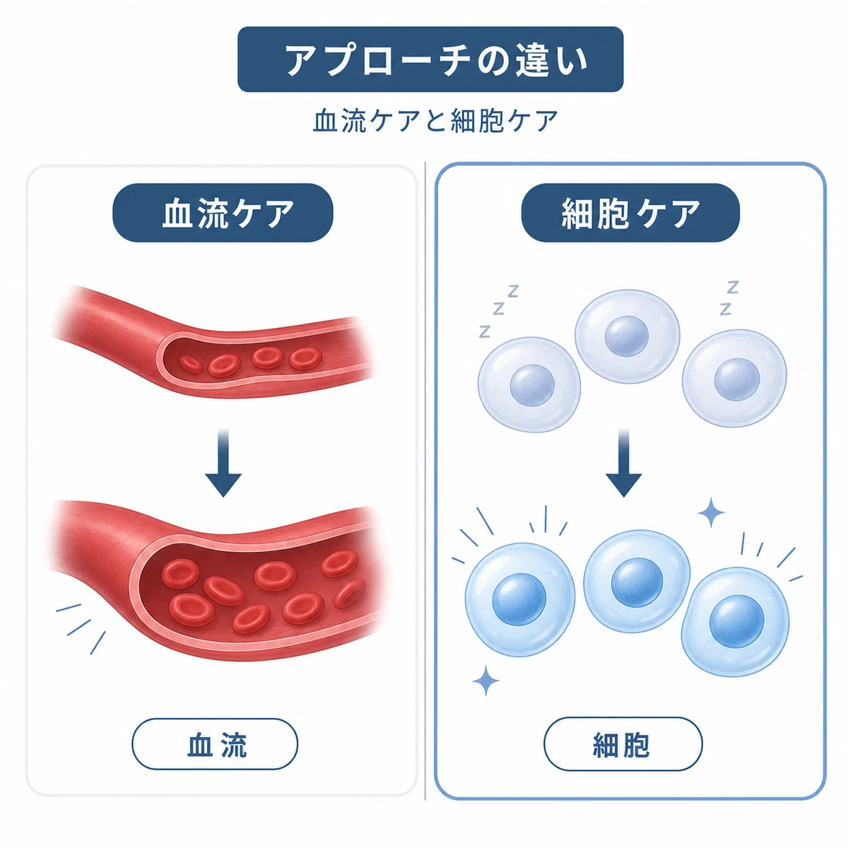 血流へのケアと細胞へのケアの違いを対比した育毛成分の医療イラスト