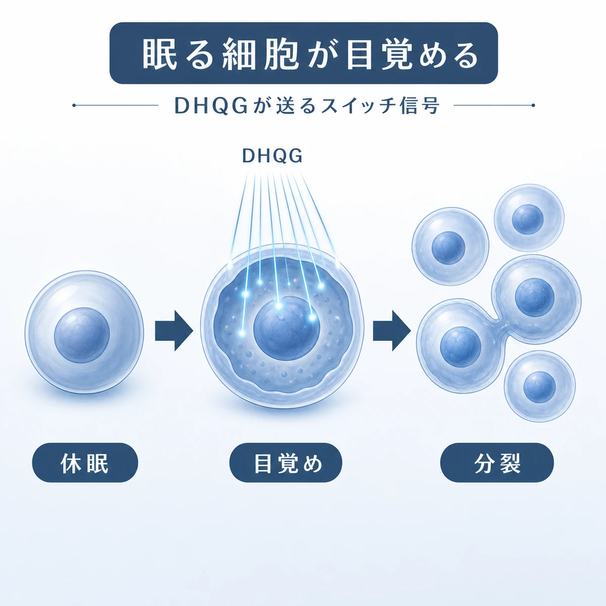 毛包幹細胞が休眠から目覚めて分裂へ進む流れを表した医療イラスト