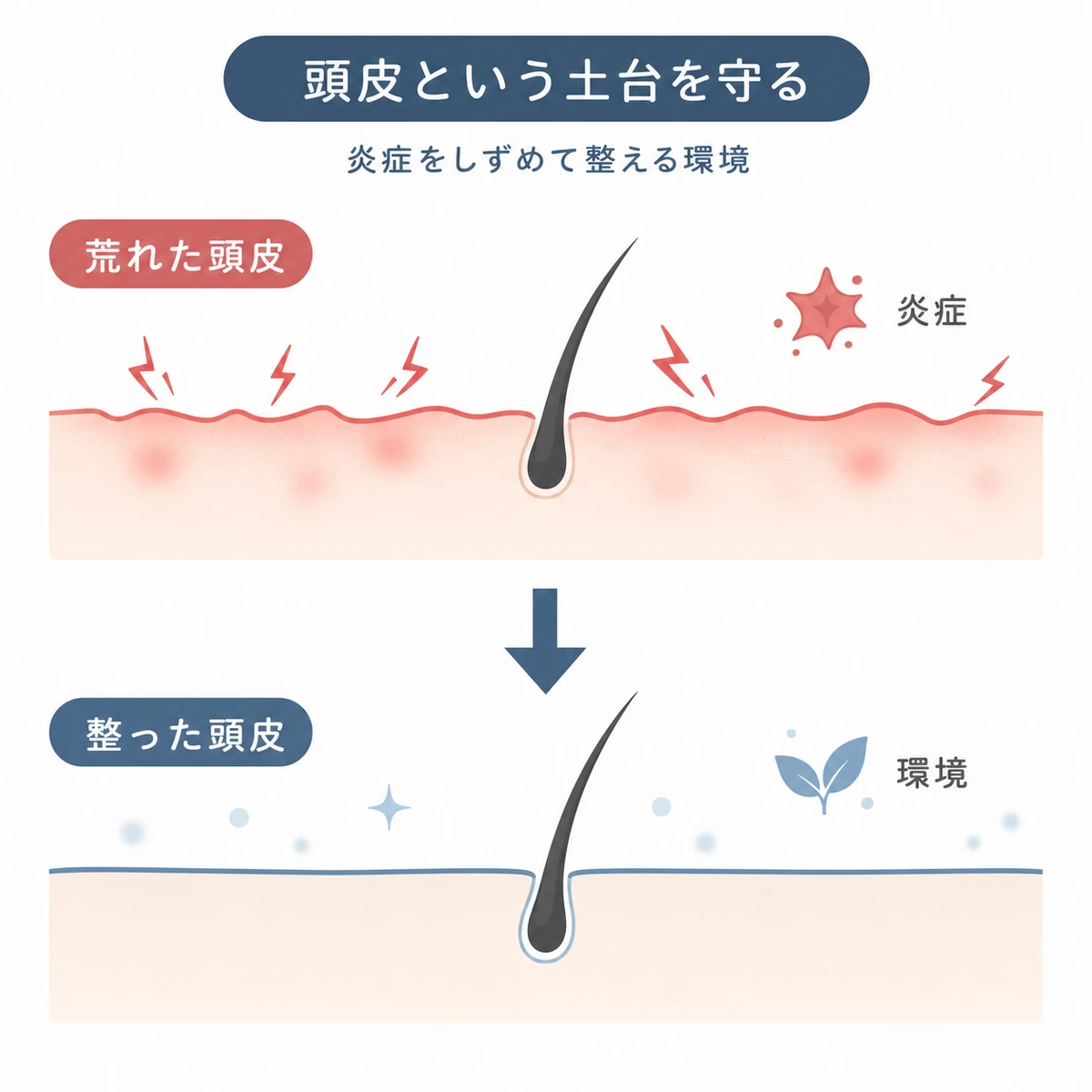 頭皮の炎症がしずまり育毛環境が整う変化を表した医療イラスト