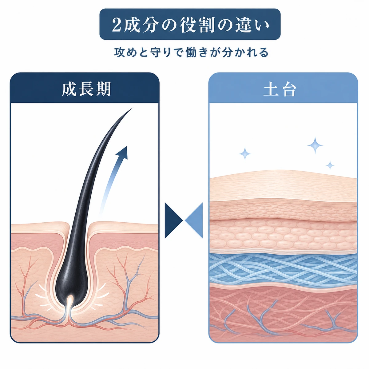 育毛成分2種類の働きの違いを左右で対比した医療イラスト