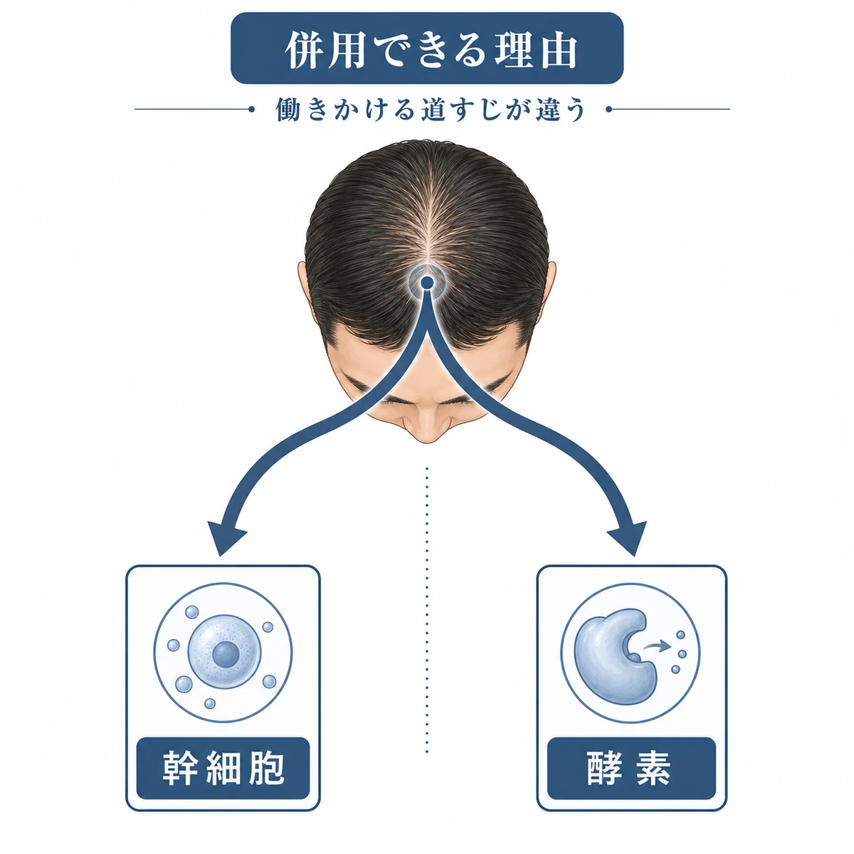 2つの育毛成分が別々の経路に働くため併用できる仕組みを表した医療イラスト
