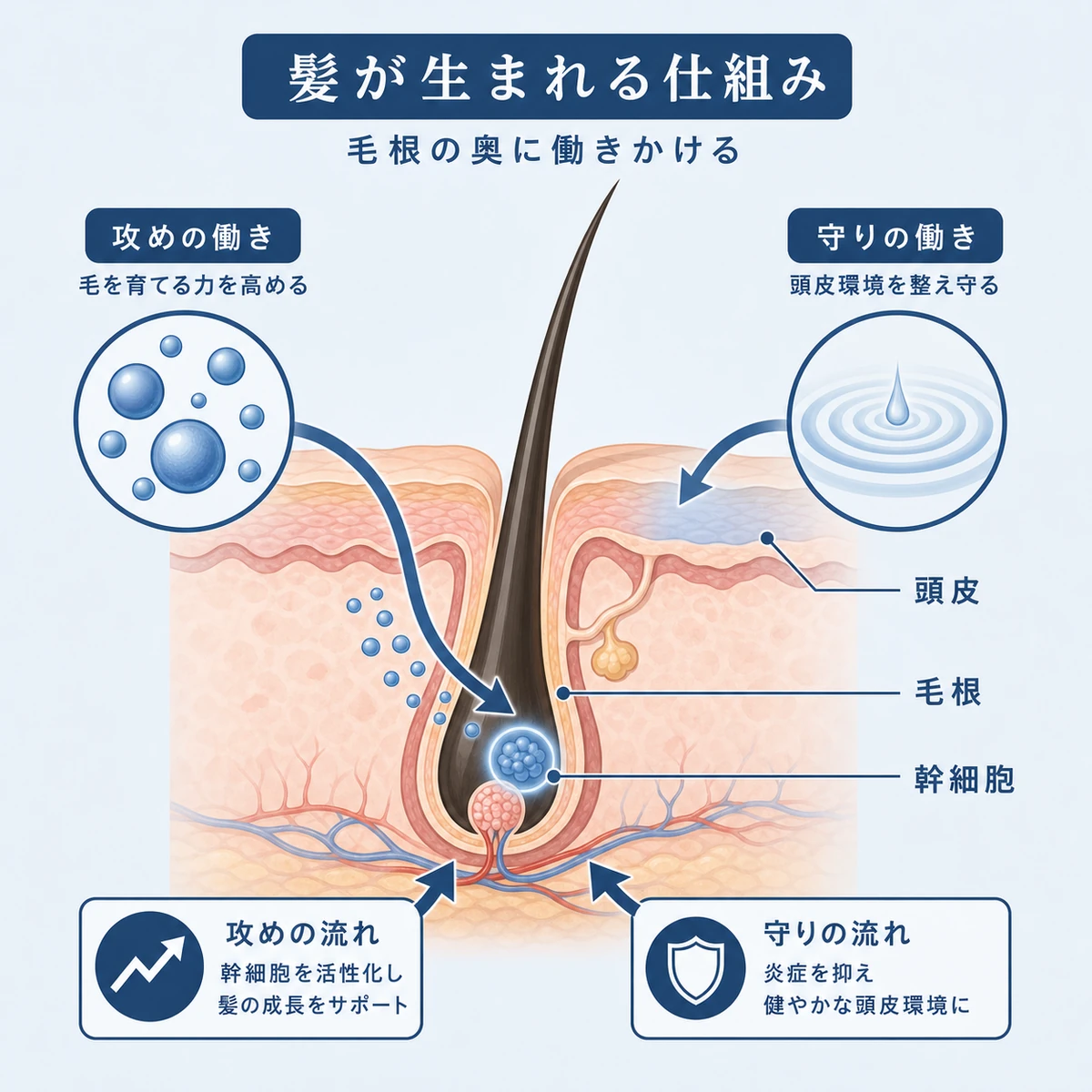毛根のバルジ領域にある幹細胞へ働きかける仕組みを断面図で表した育毛イラスト
