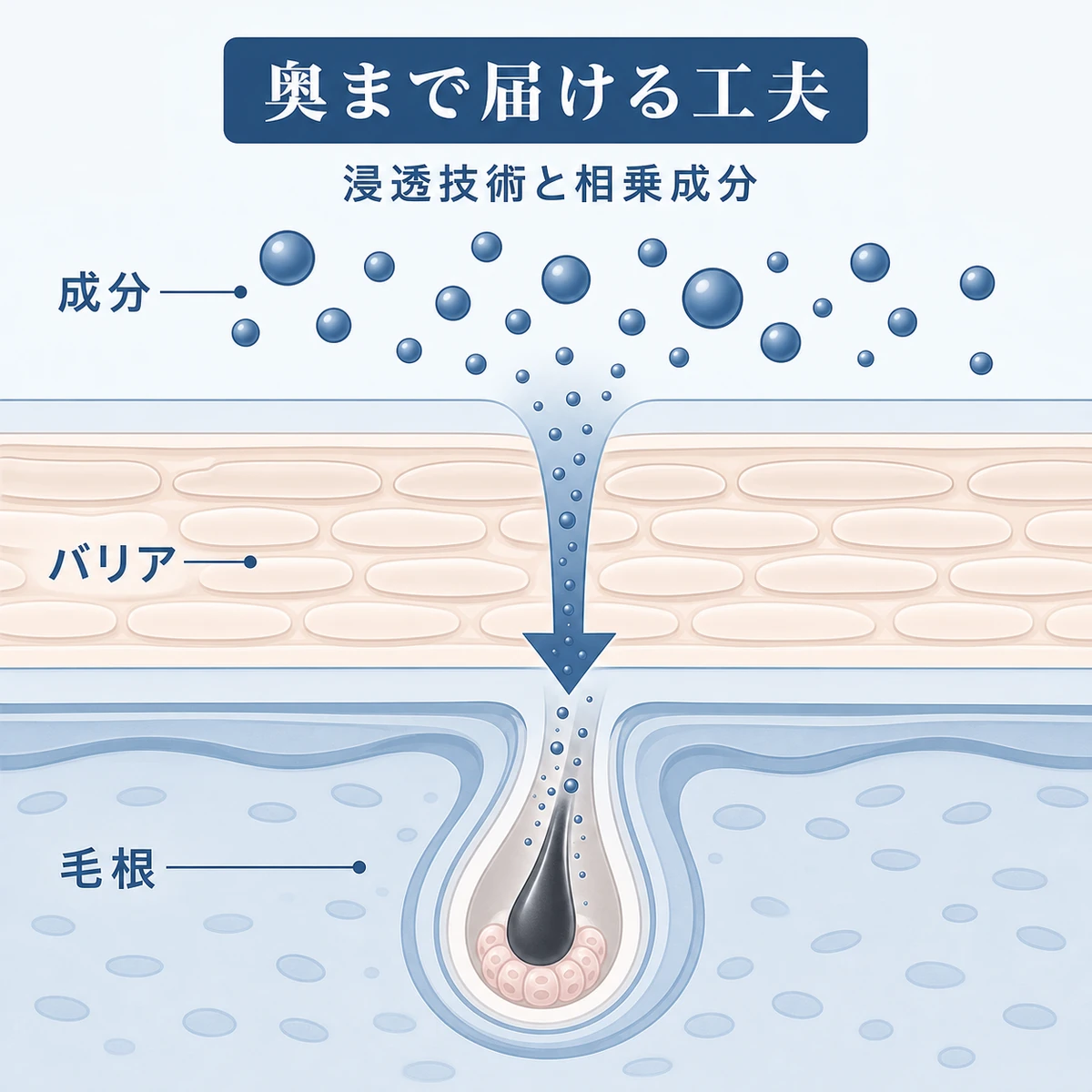 有効成分が頭皮バリアを越えて毛根まで届く浸透の流れを表した育毛イラスト