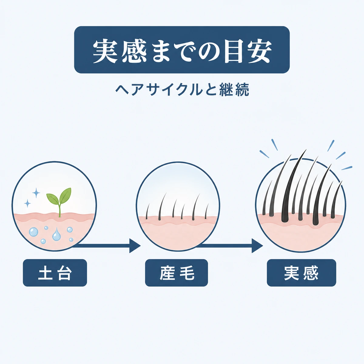 ヘアサイクルに沿って実感までの期間が進む流れをタイムラインで表した育毛イラスト