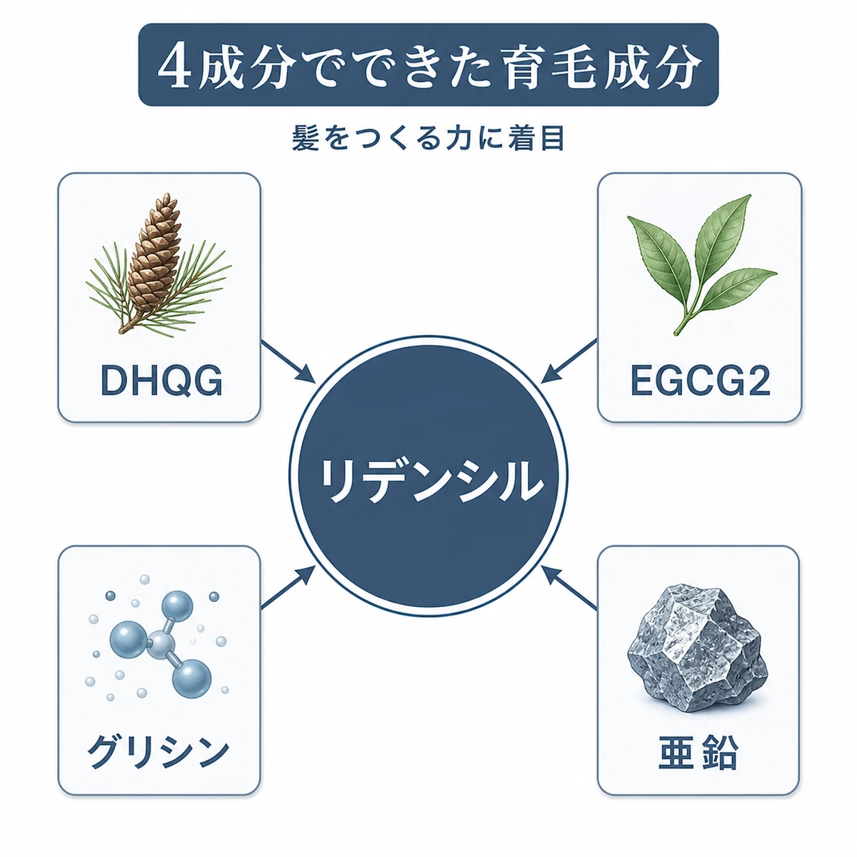リデンシルを構成する4つの天然由来成分の関係を表した育毛イラスト