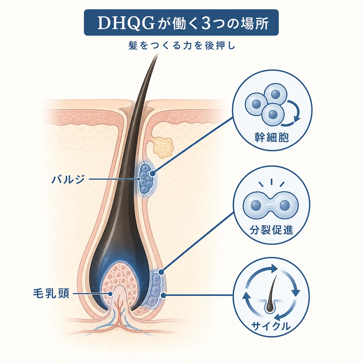 DHQGが毛根のバルジ領域と毛乳頭に働きかける仕組みを表した医療イラスト