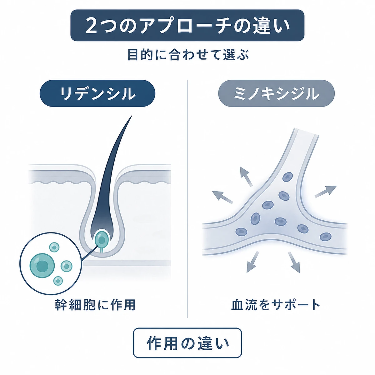 リデンシルとミノキシジルの作用の違いを左右で並べた比較イラスト