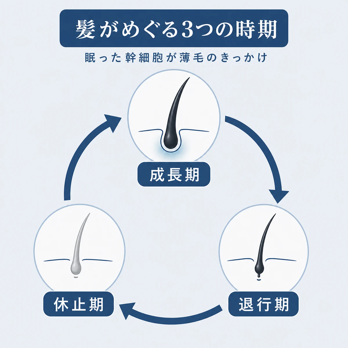 毛髪サイクルの成長期・退行期・休止期を円環でつないだ毛周期のしくみを表した医療イラスト