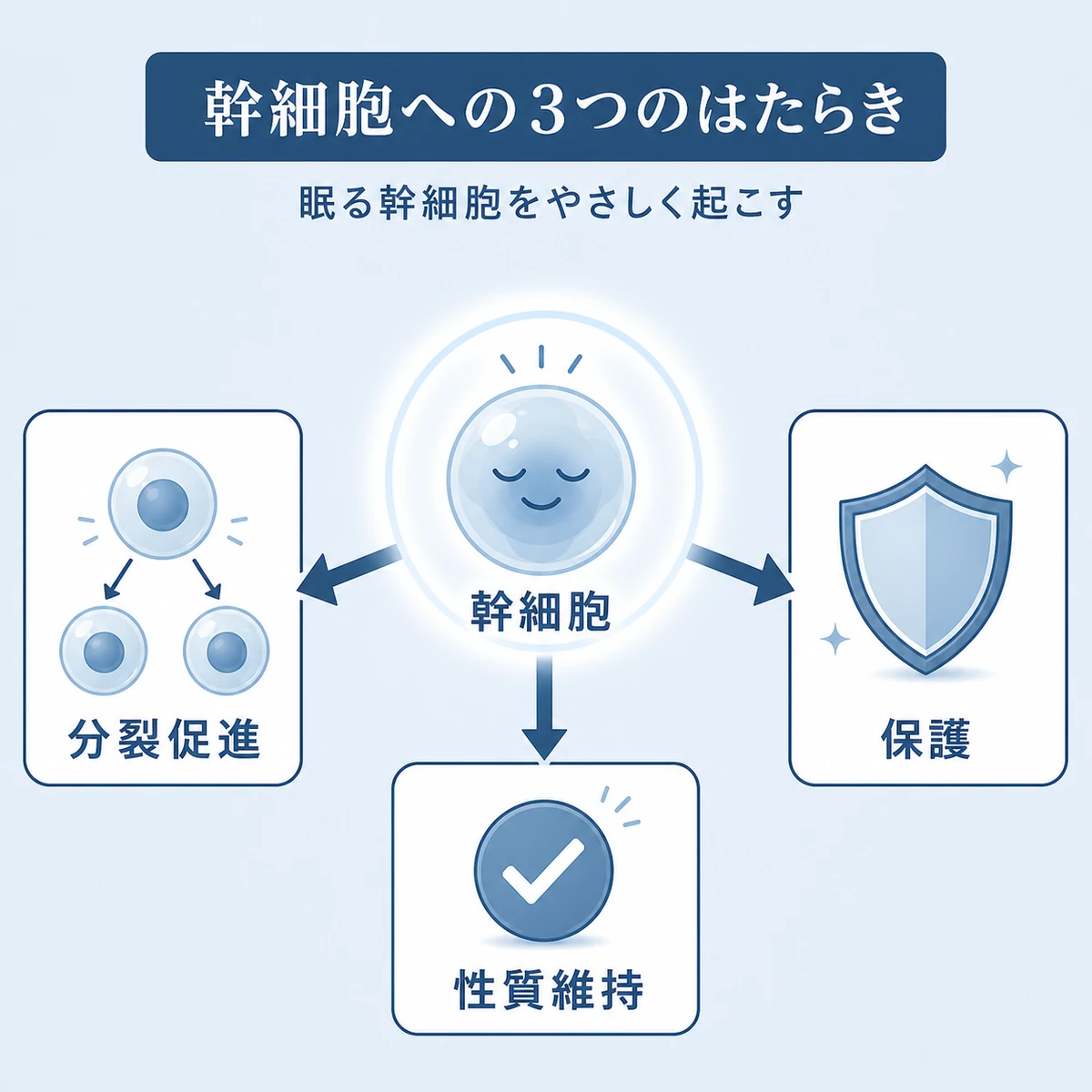 DHQGが毛包幹細胞に与える分裂促進・保護・性質維持の3方向の作用を放射状に表した医療イラスト