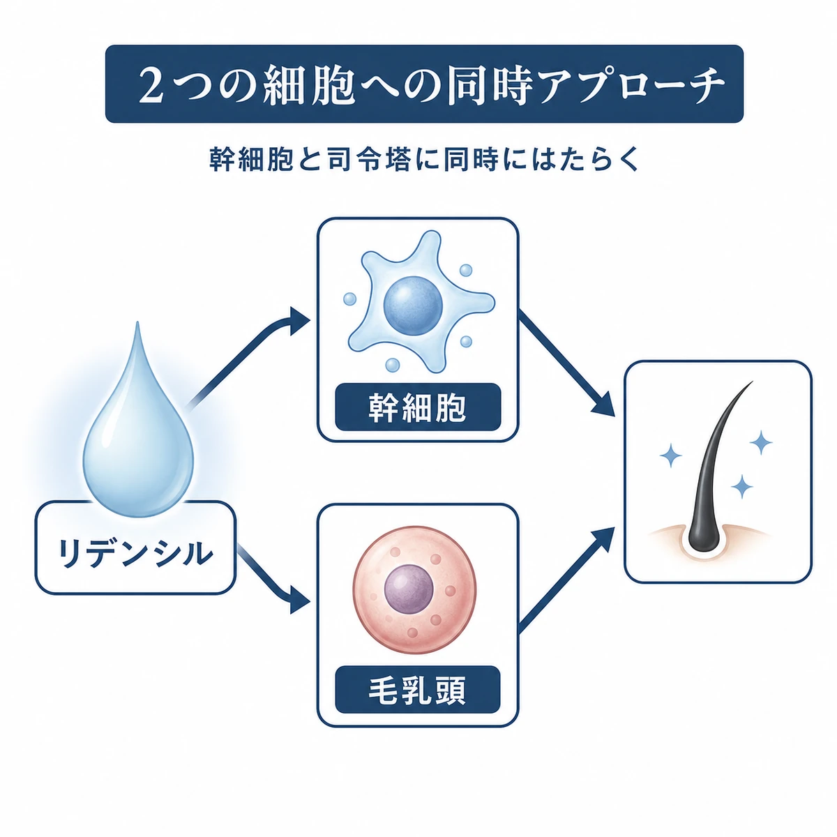 リデンシルが外毛根鞘幹細胞と毛乳頭細胞へ二重にはたらきかける仕組みを表した医療イラスト