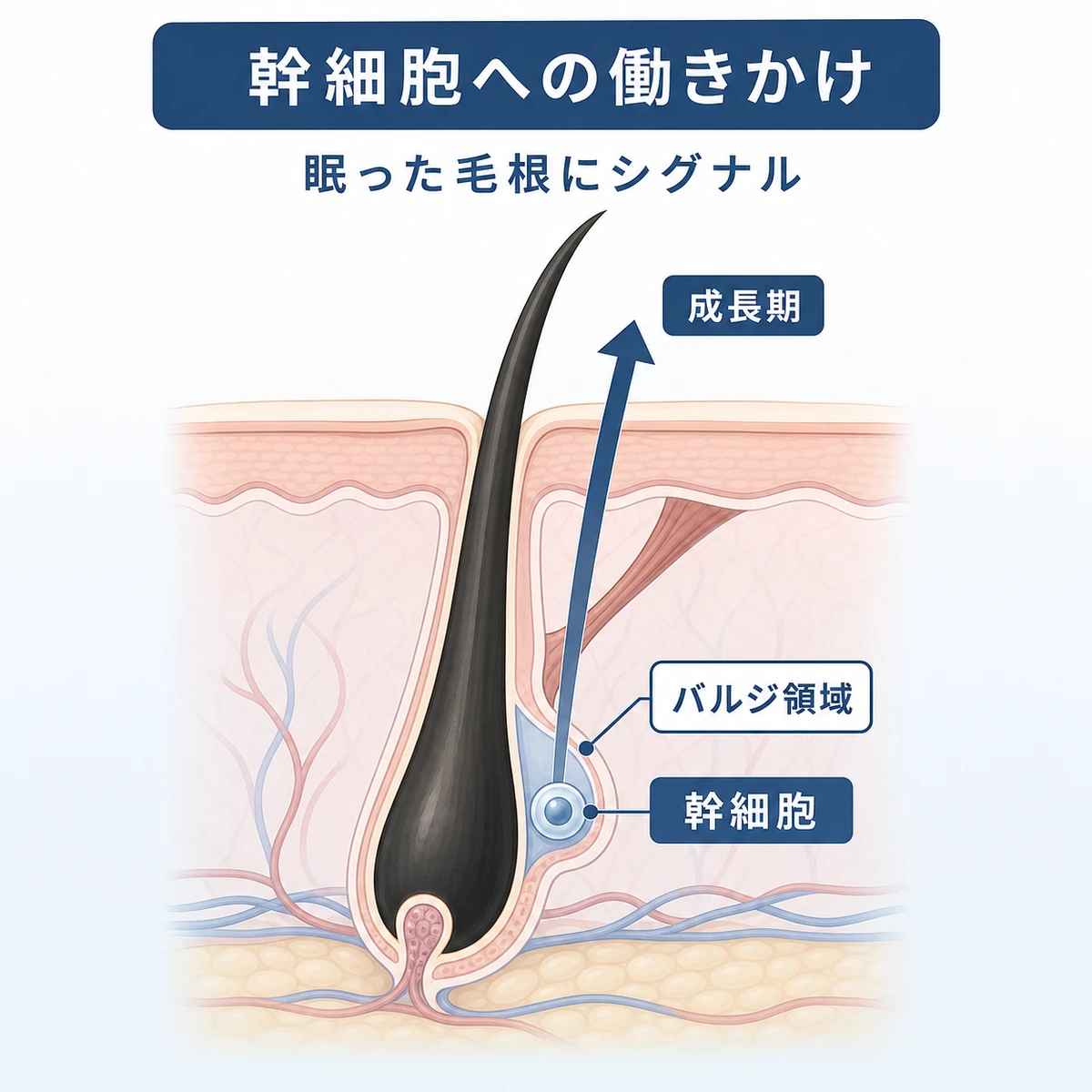毛包のバルジ領域にある幹細胞へ働きかけて産毛が育つ仕組みを表した医療イラスト