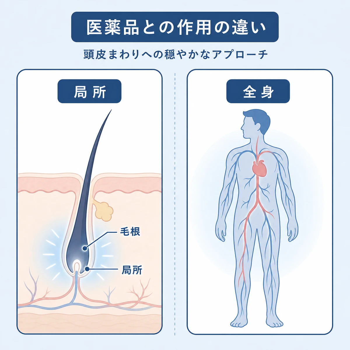 リデンシルとミノキシジルの作用範囲の違いを頭皮と全身で対比した医療イラスト