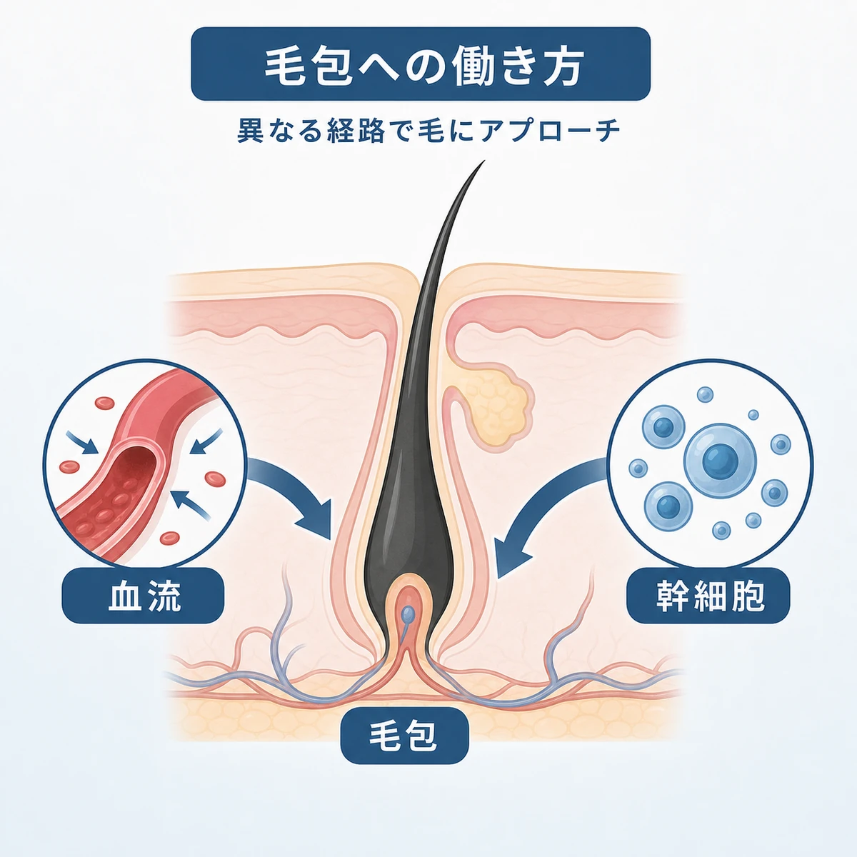 毛包に対する血流と幹細胞という2つの作用経路の違いを表した医療イラスト