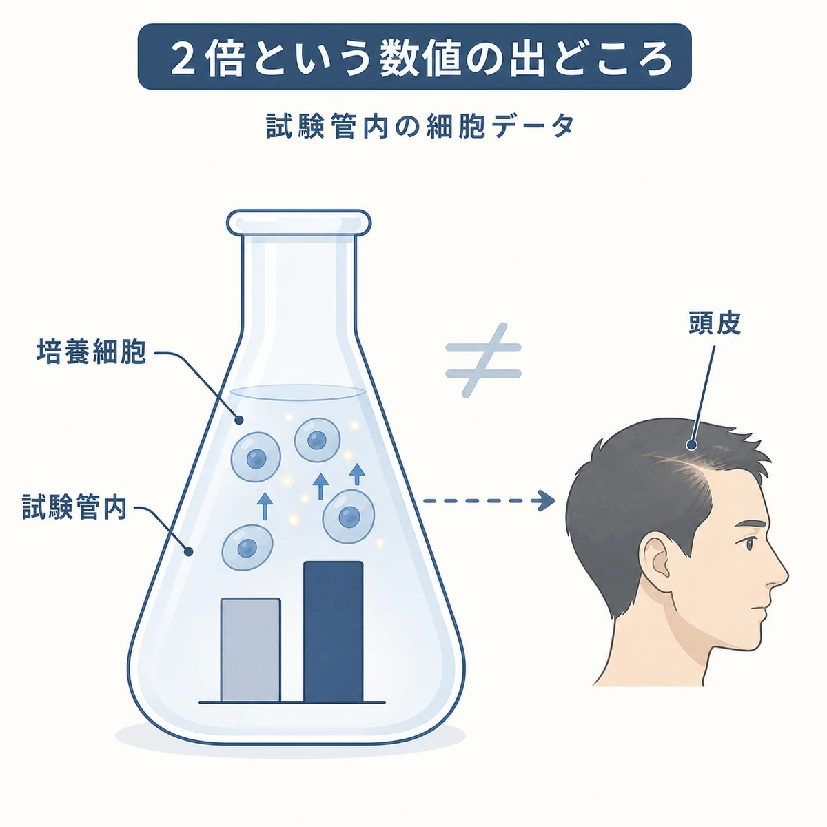 リデンシルの2倍という数値が試験管内の細胞データに由来し実際の頭皮の発毛量とは異なることを表した医療イラスト