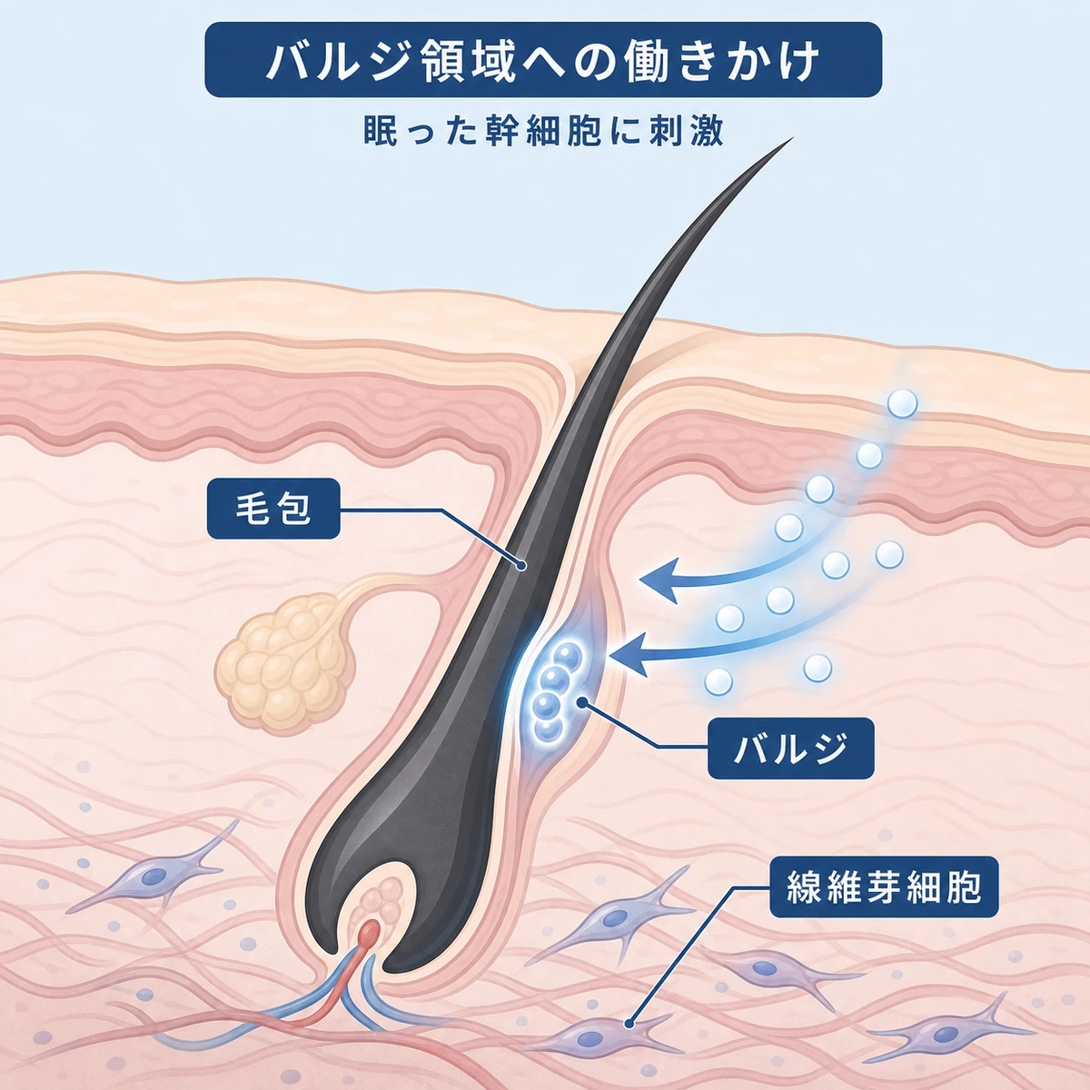 毛包の断面図でバルジ領域の幹細胞にリデンシルが働きかける仕組みを表した医療イラスト