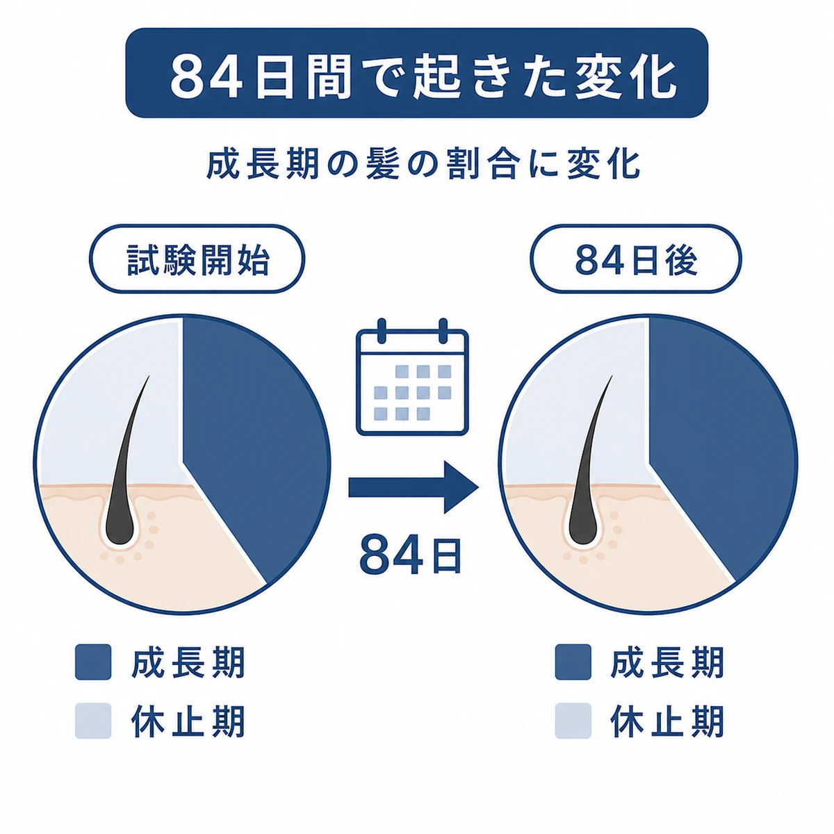 84日間の臨床試験で成長期と休止期の髪の割合が変化した様子を比率のメーターで表した医療イラスト