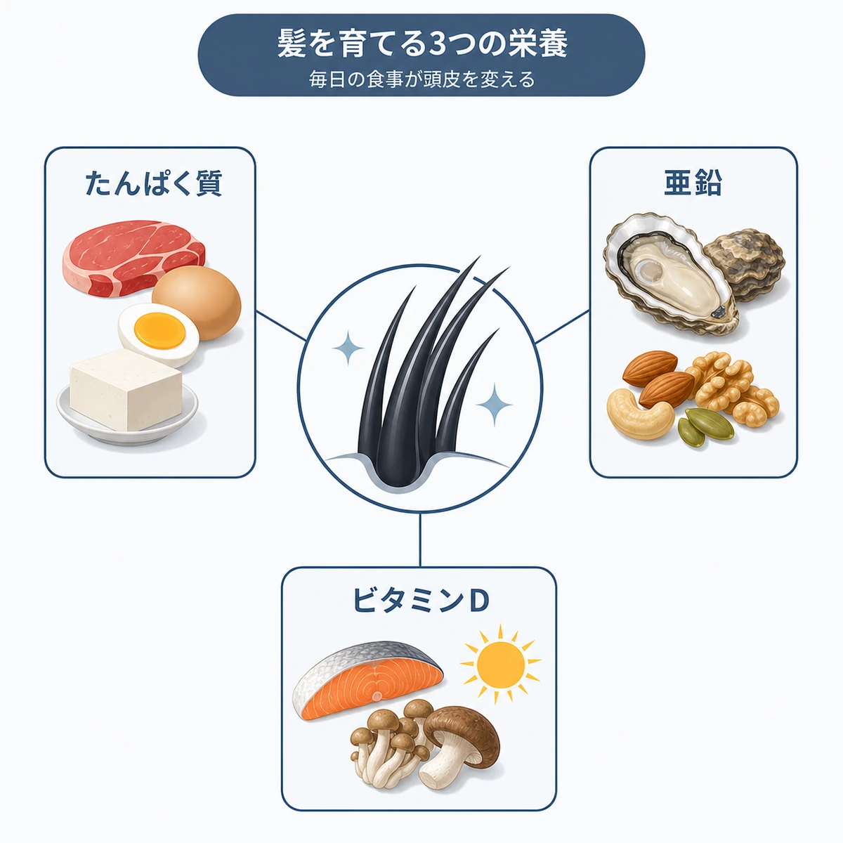 たんぱく質と亜鉛とビタミンDが髪の成長を支える関係を表した栄養の医療イラスト