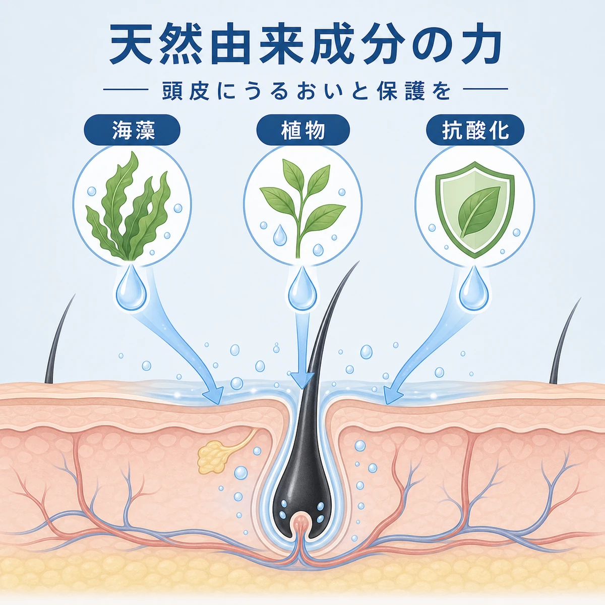 海藻や植物由来の天然成分が頭皮の毛根にうるおいを届ける様子を表した医療イラスト