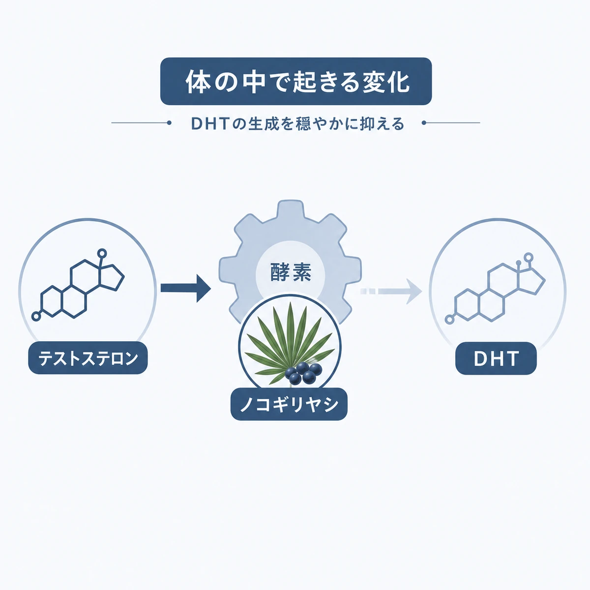 ノコギリヤシがDHTの生成を穏やかに抑える仕組みを表した医療イラスト