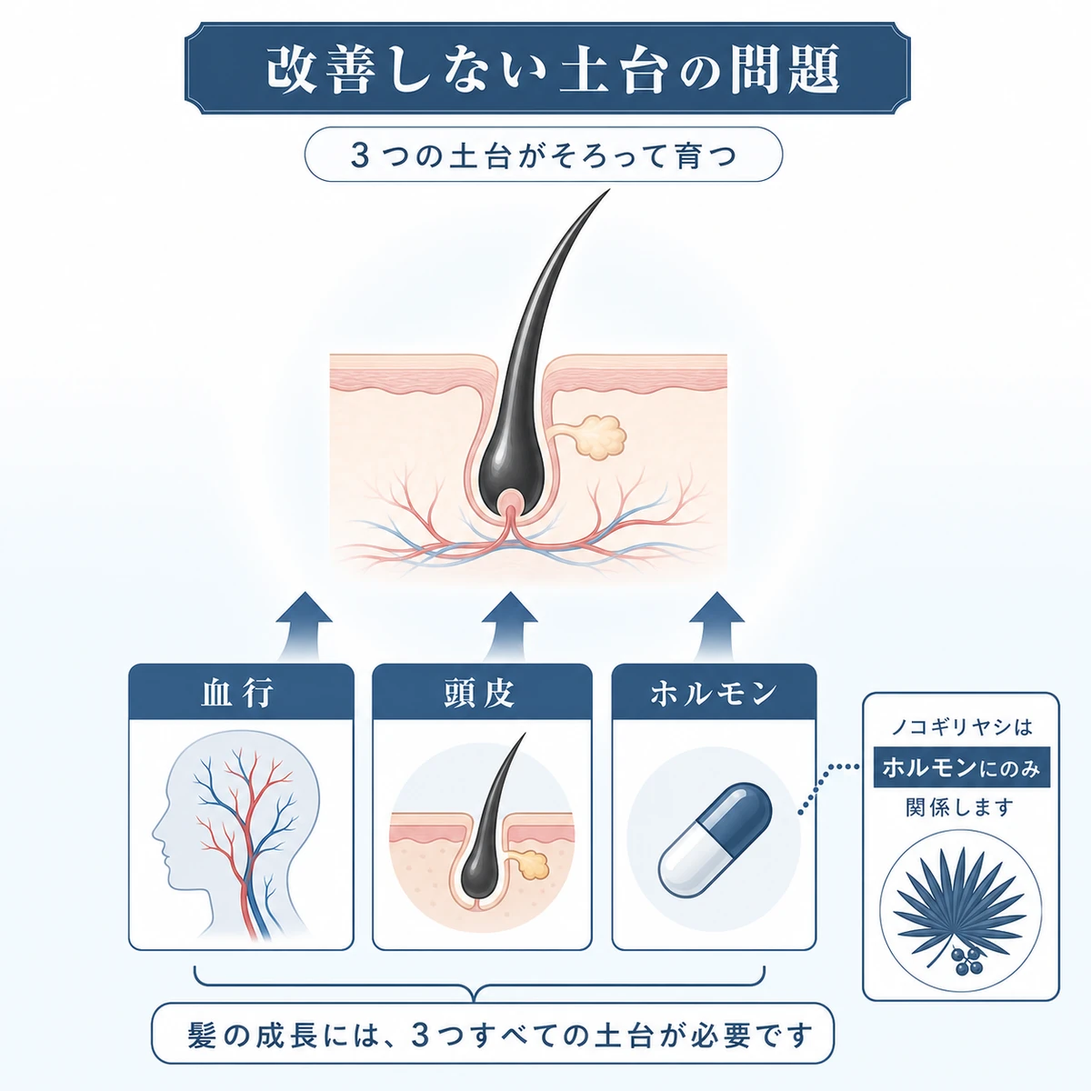 毛根を血行・頭皮・ホルモンの3つの土台が支える仕組みを表した育毛の医療イラスト